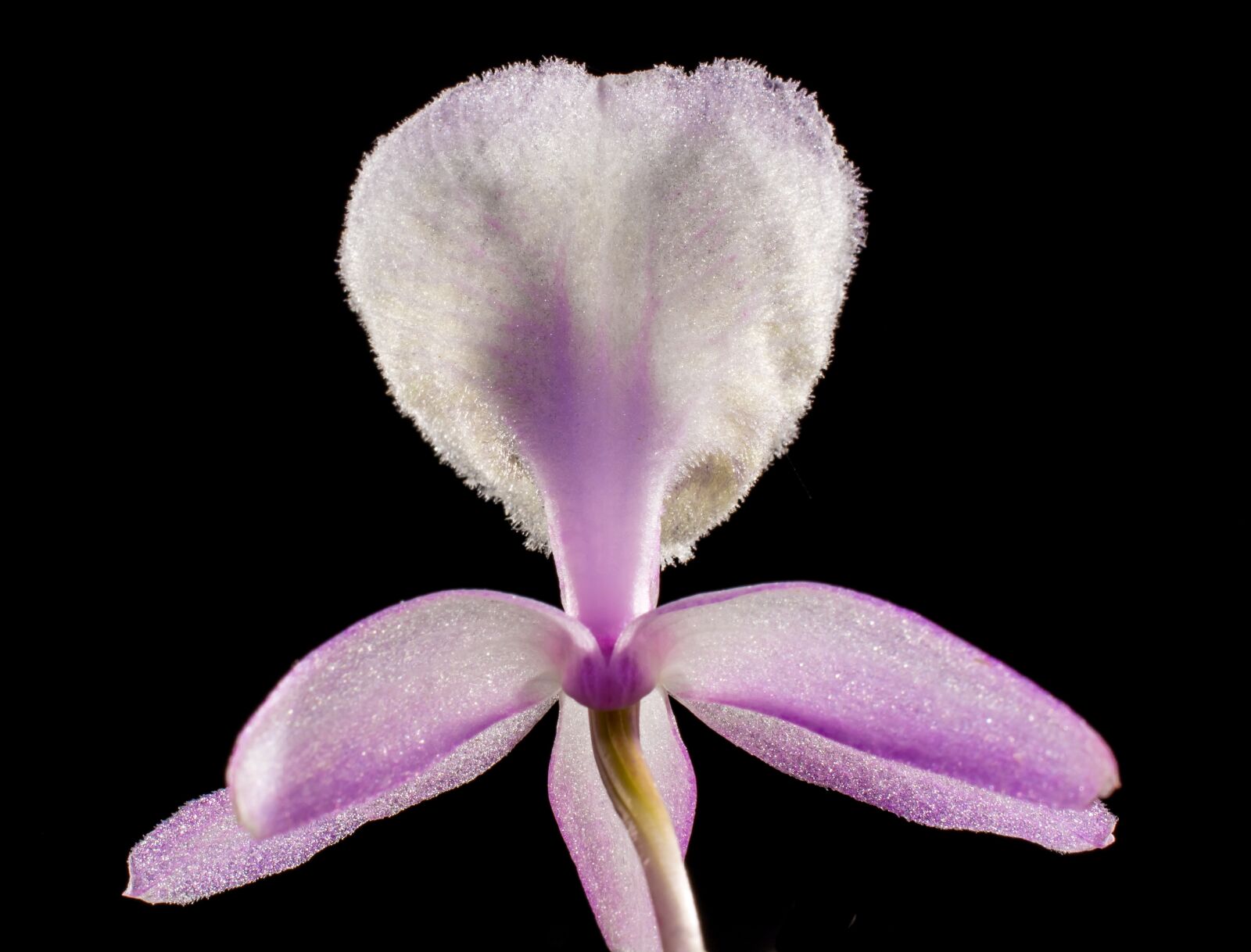 Nikon D5200 sample photo. Wild orchid, orchid, white photography