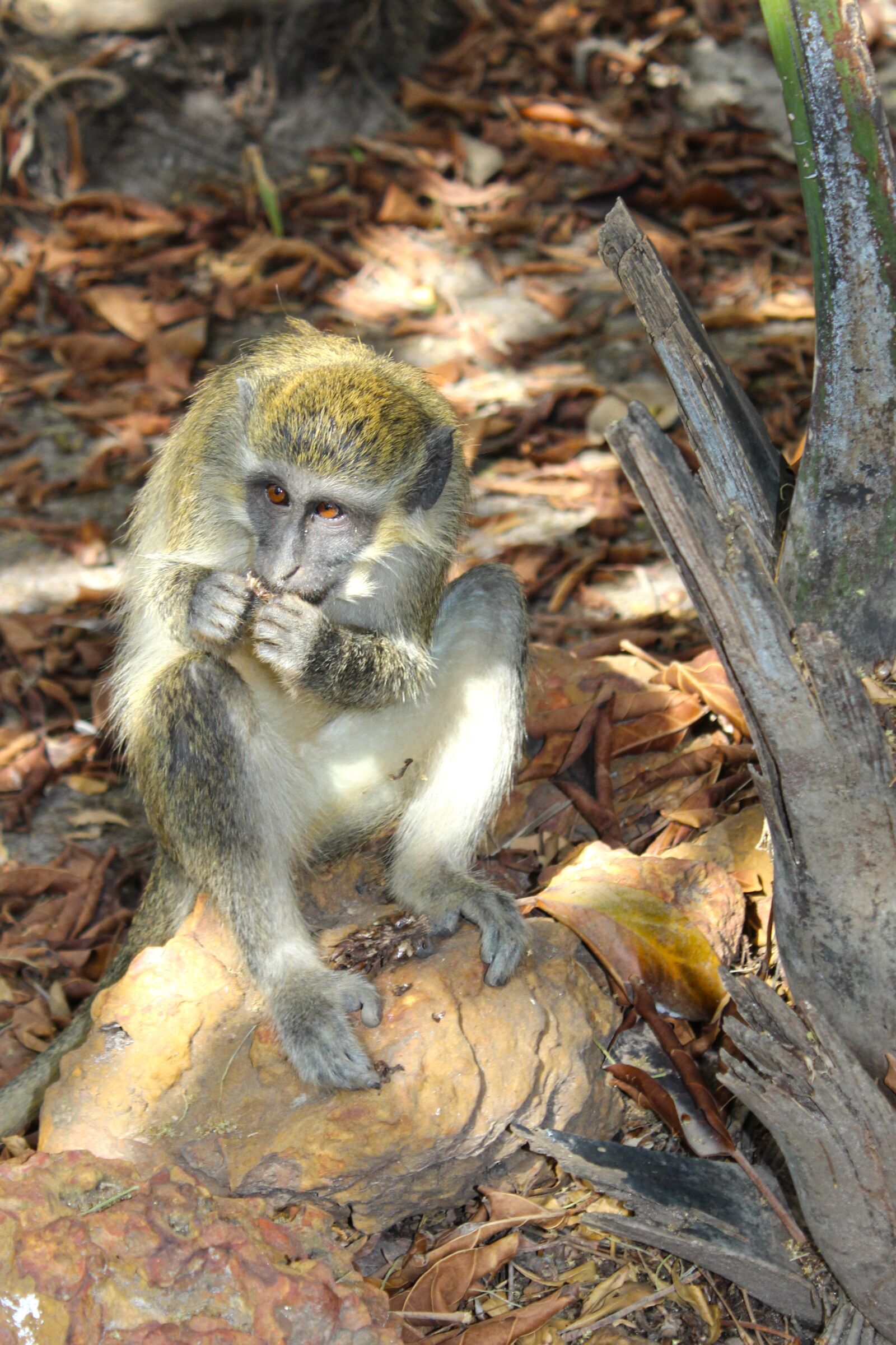 Canon EOS 600D (Rebel EOS T3i / EOS Kiss X5) sample photo. Monkey, wildlife, cute photography