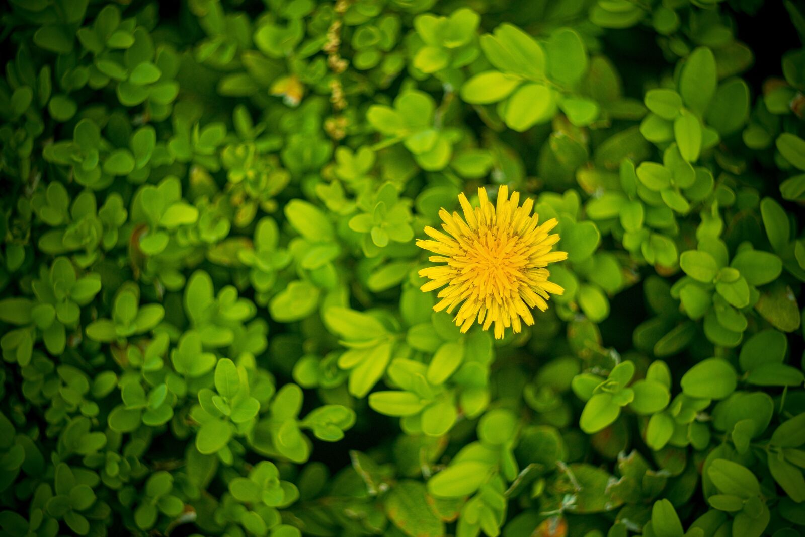 Fujifilm X-T3 sample photo. Flower, yellow, flowers photography