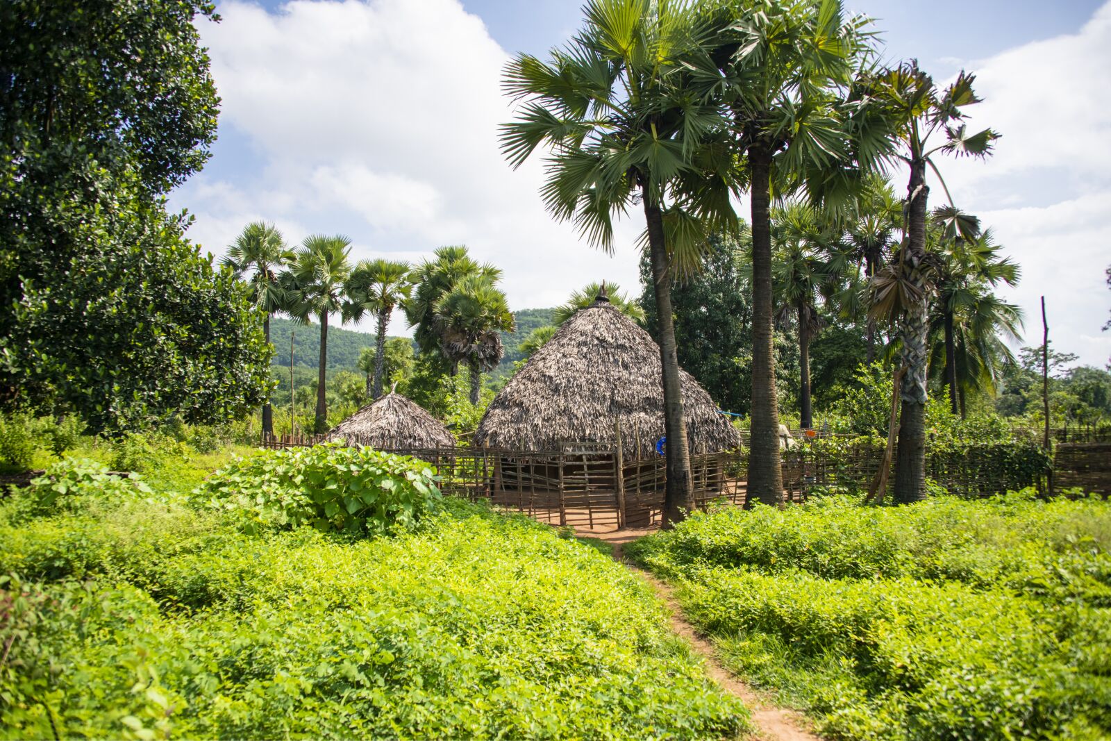 Nikon D800 sample photo. Rural, india, village photography