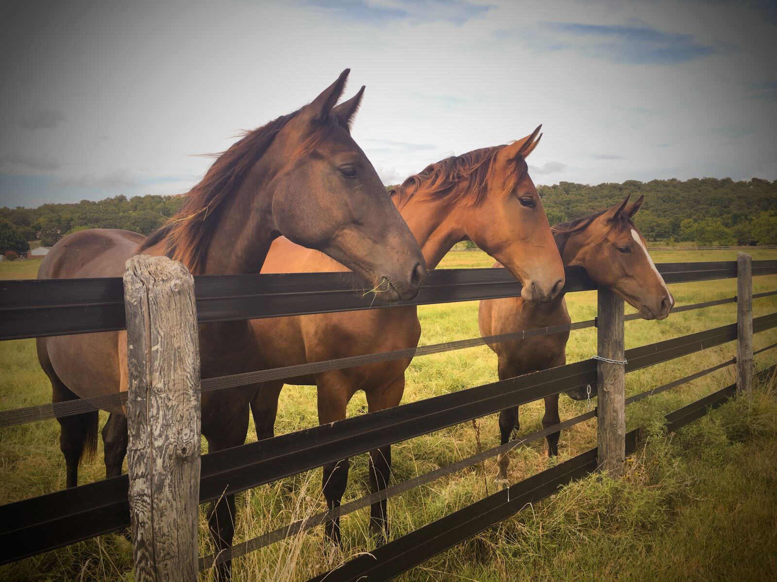 Apple iPhone 6s sample photo. Farm, horse, horse, head photography