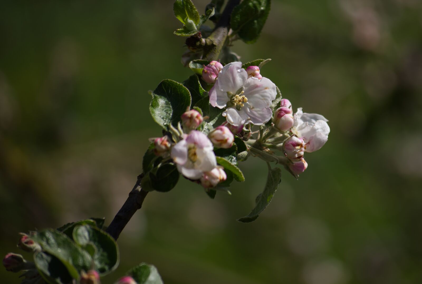 Nikon D5500 sample photo. Blossom, bloom, white photography