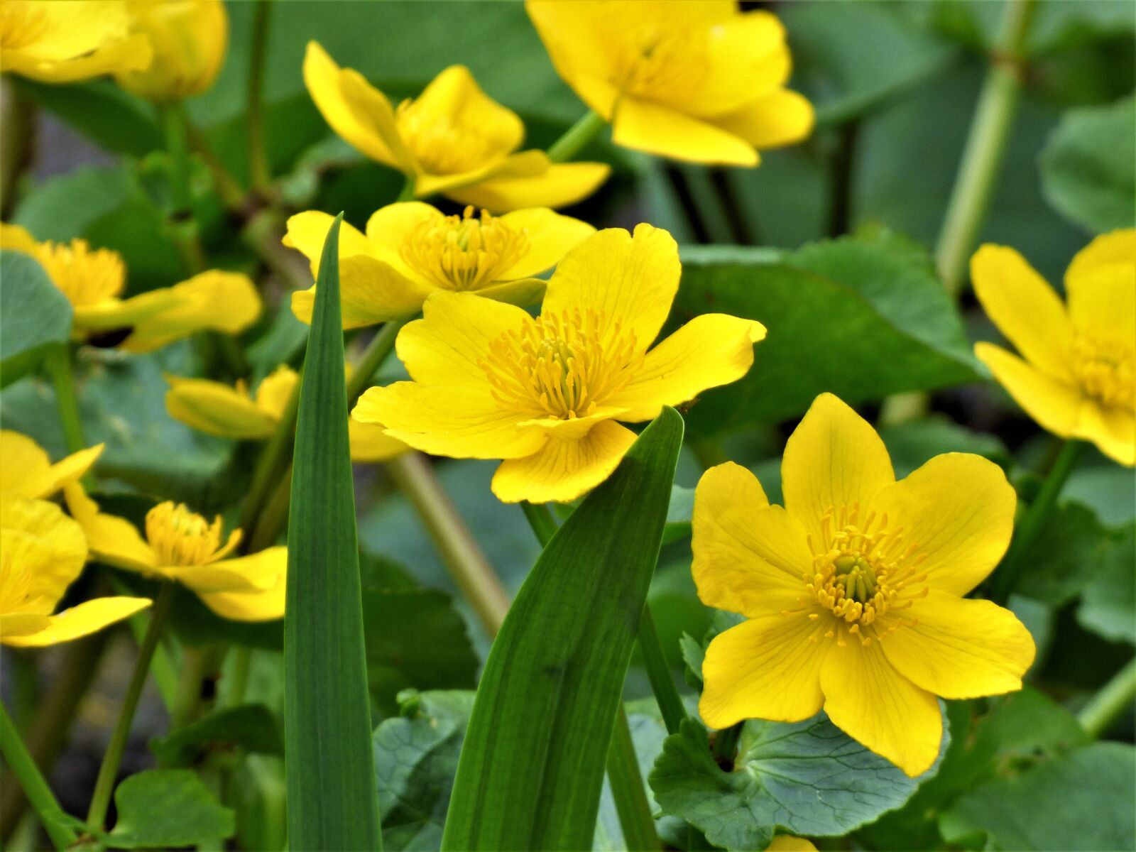 Panasonic DMC-FZ72 sample photo. Flowers, yellow, marsh marigold photography