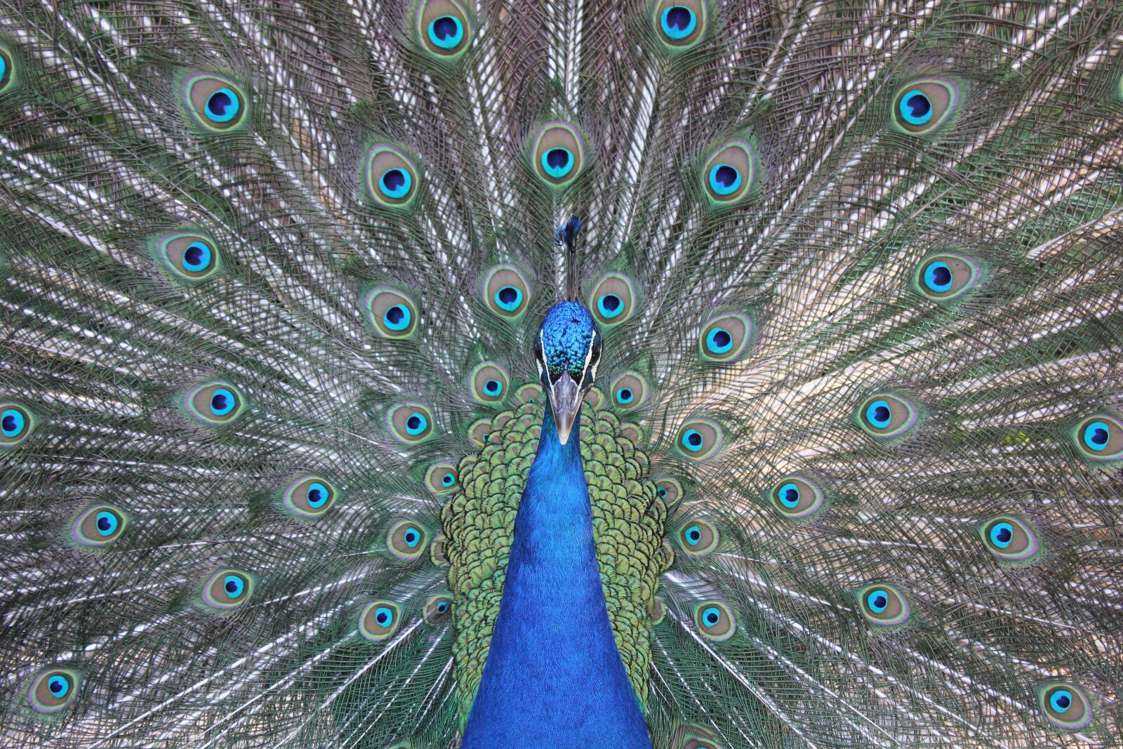 Canon EOS 550D (EOS Rebel T2i / EOS Kiss X4) sample photo. Turkey, peacock, ave photography