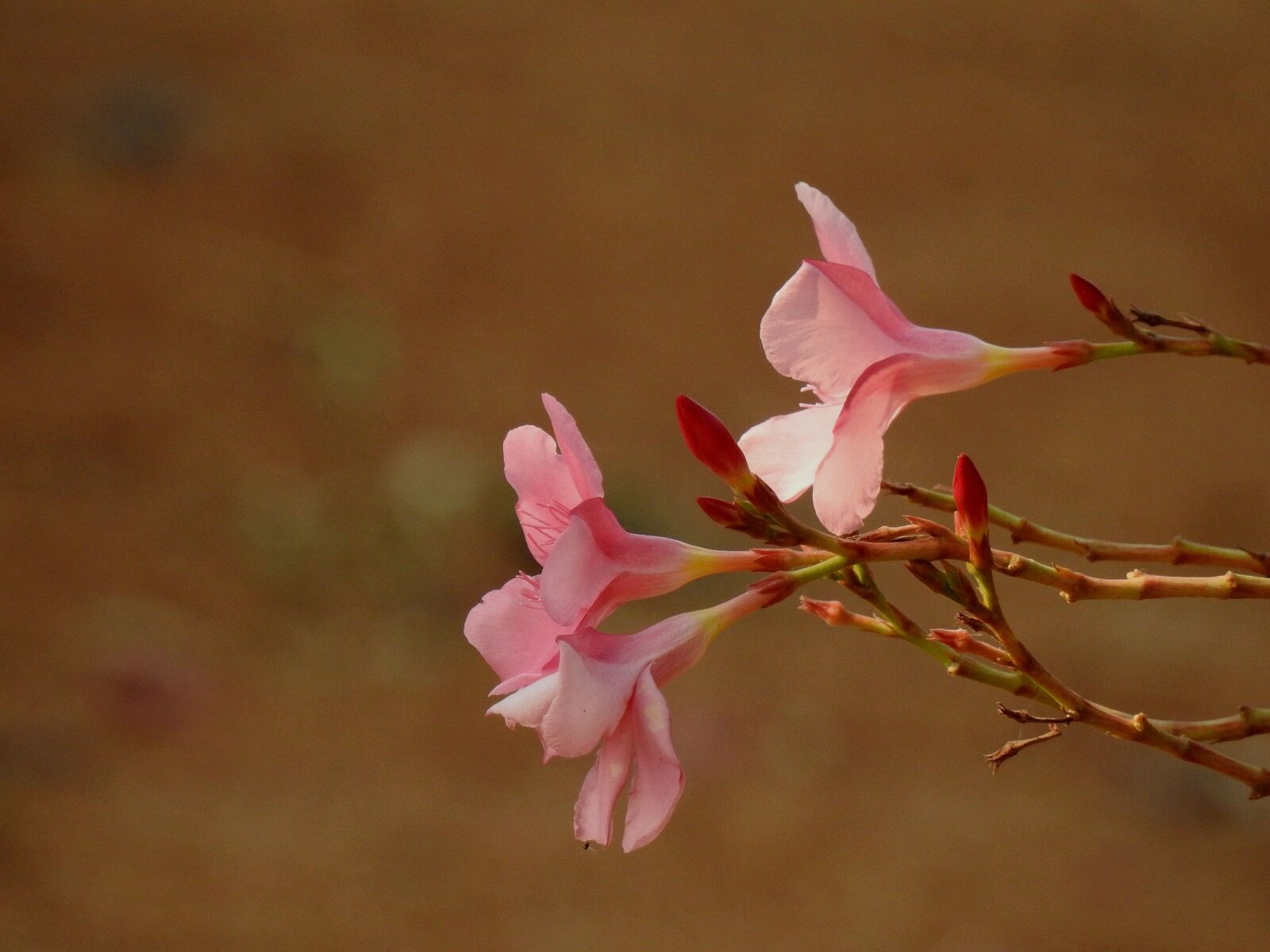 Nikon Coolpix P900 sample photo. Oleander, flowers, pink photography