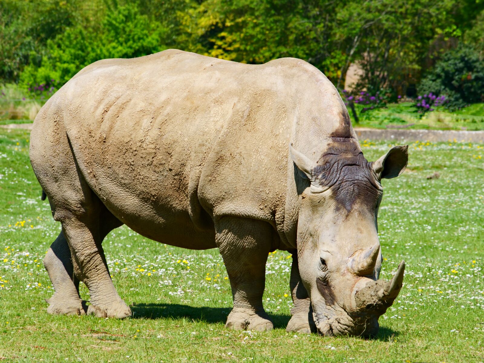 Panasonic Lumix DC-G9 sample photo. Rhino, rhinoceros, animal photography