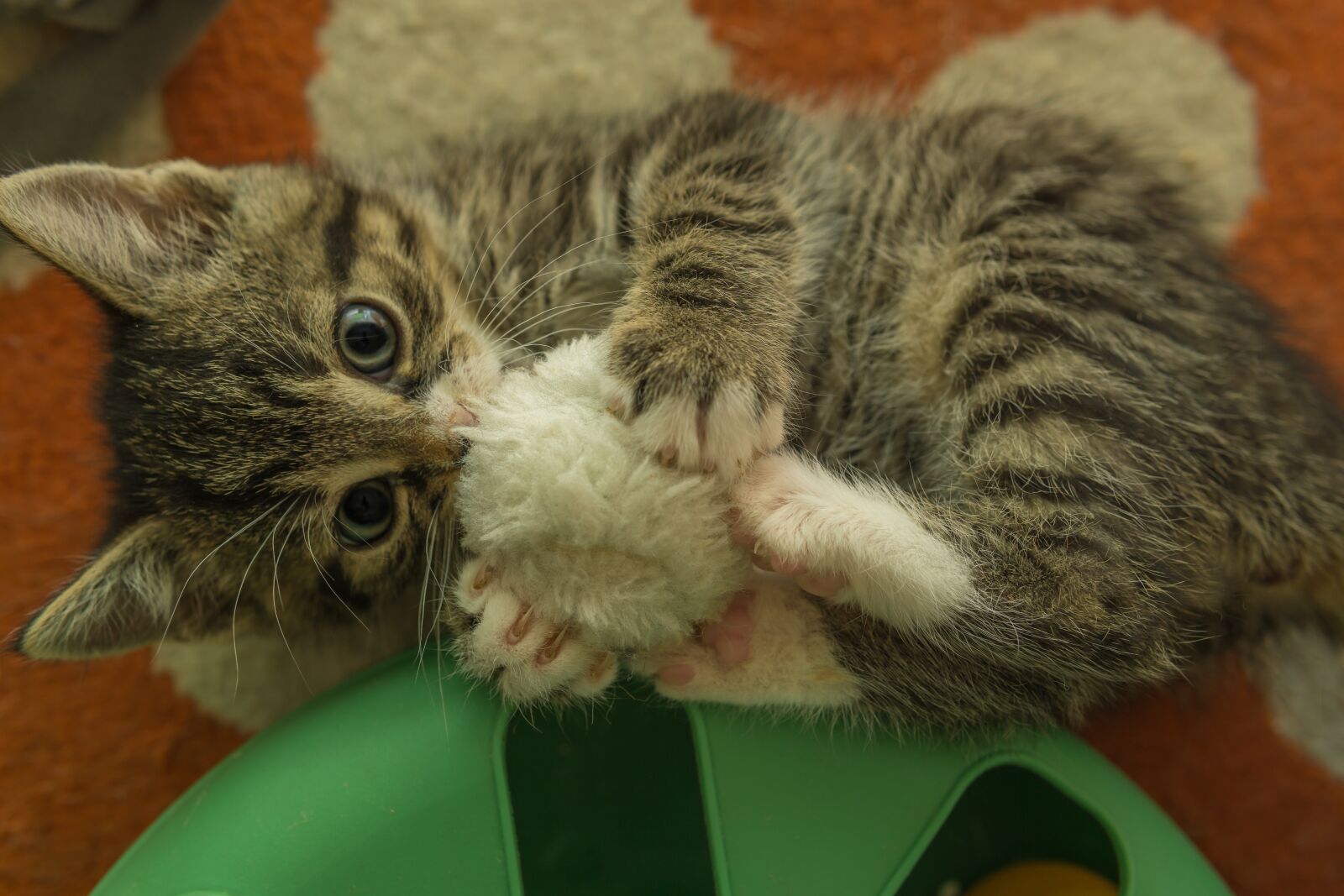 30mm F1.4 DC DN | Contemporary 016 sample photo. Kitten, cat baby, small photography