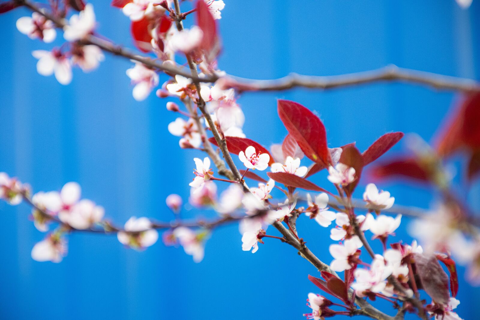 Nikon D7500 sample photo. Flowers, plant, spring photography