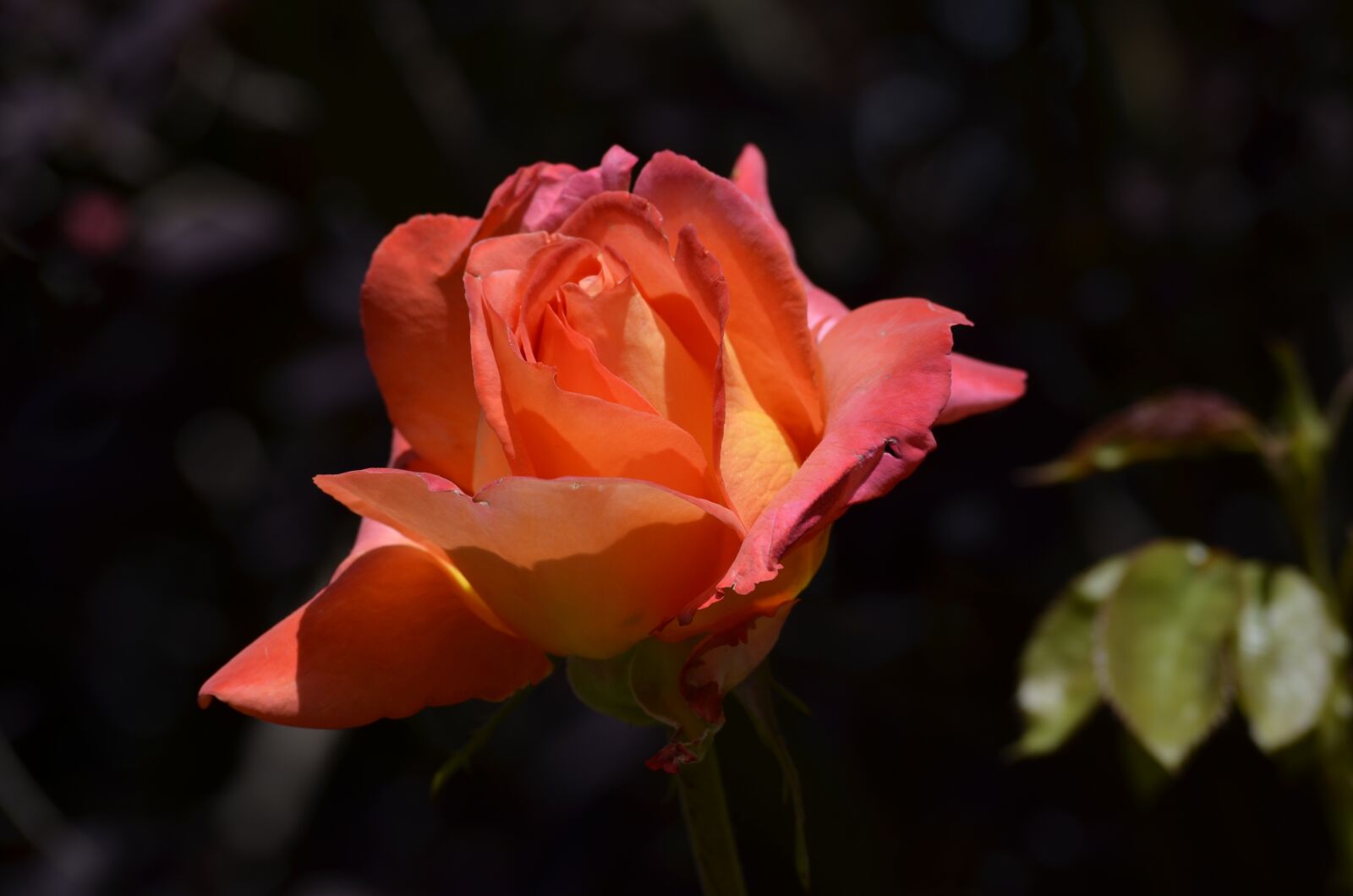 Nikon D5100 sample photo. Rose, blossom, bloom photography