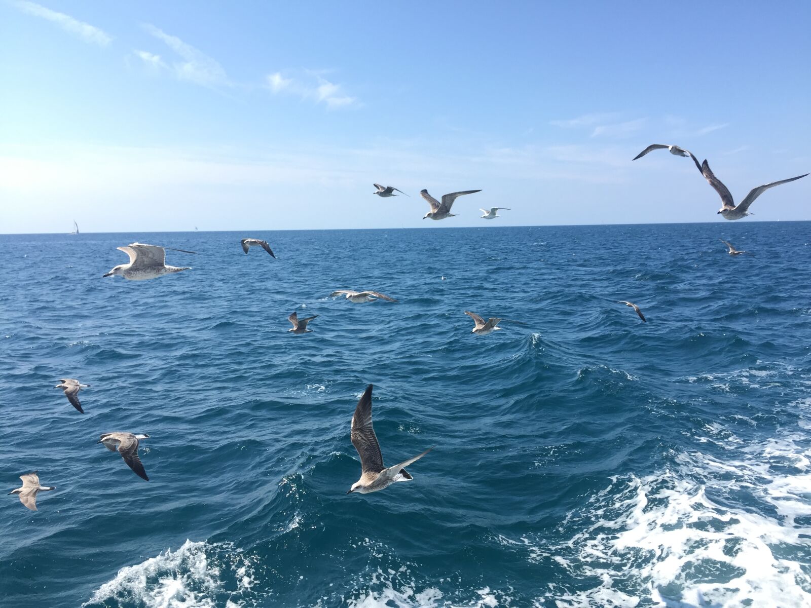 iPhone 6 back camera 4.15mm f/2.2 sample photo. Adria, blue, sea, seagull photography