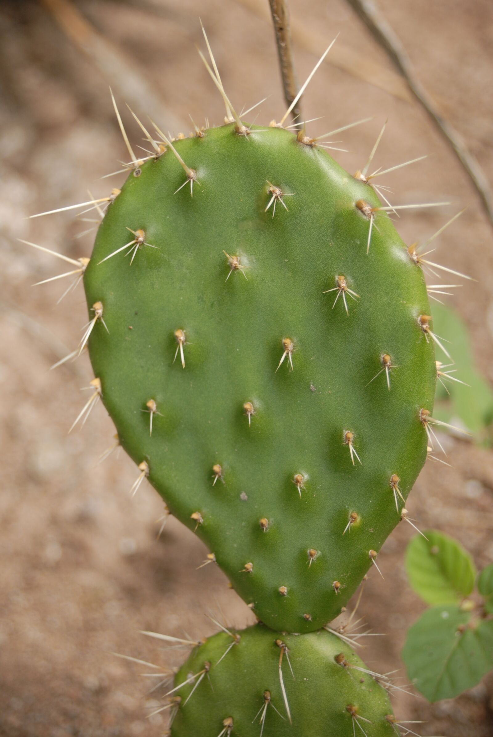Nikon D200 sample photo. Cactus, thorns, nature photography