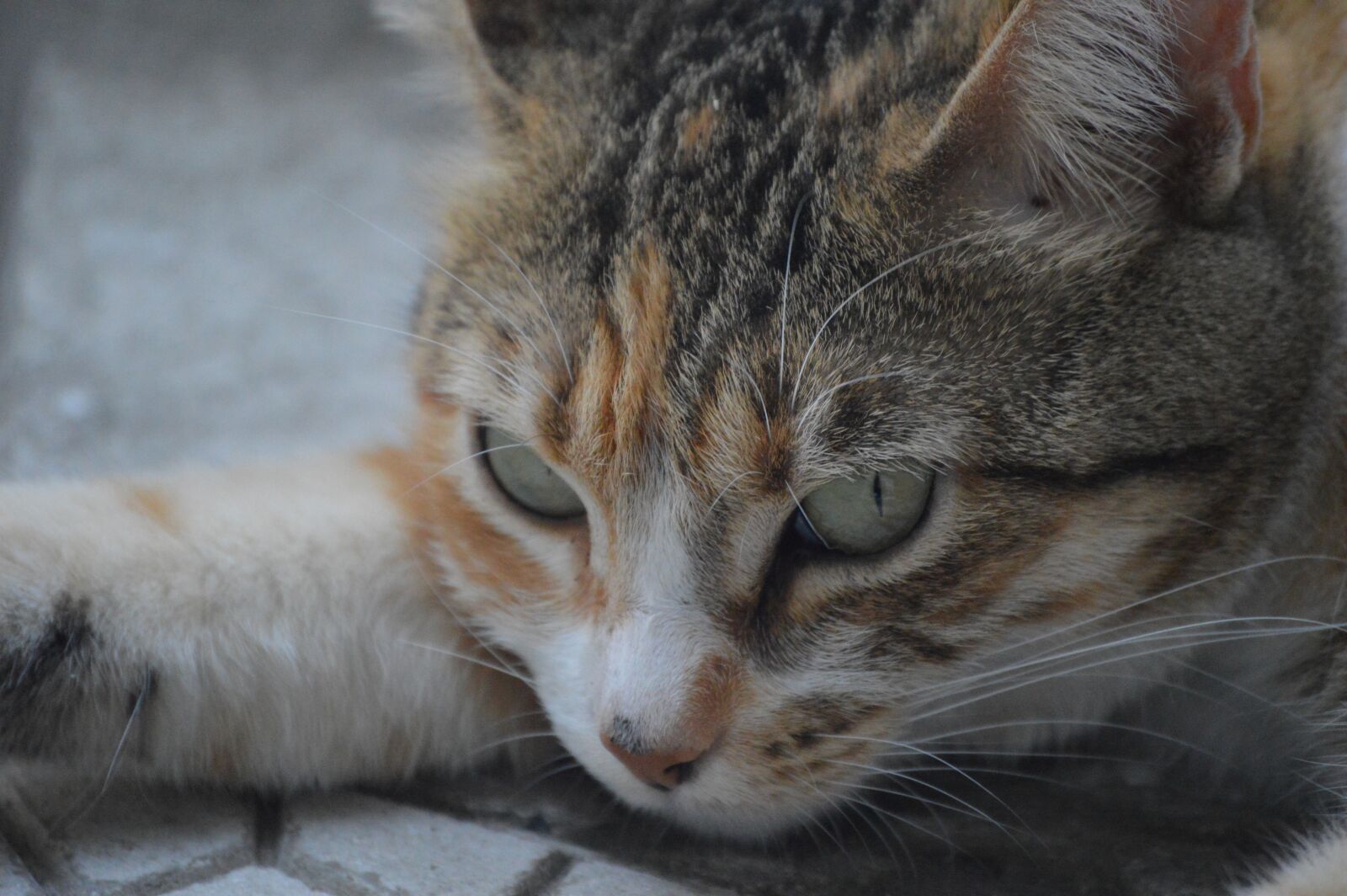 Nikon D3200 sample photo. Cats, cat photography