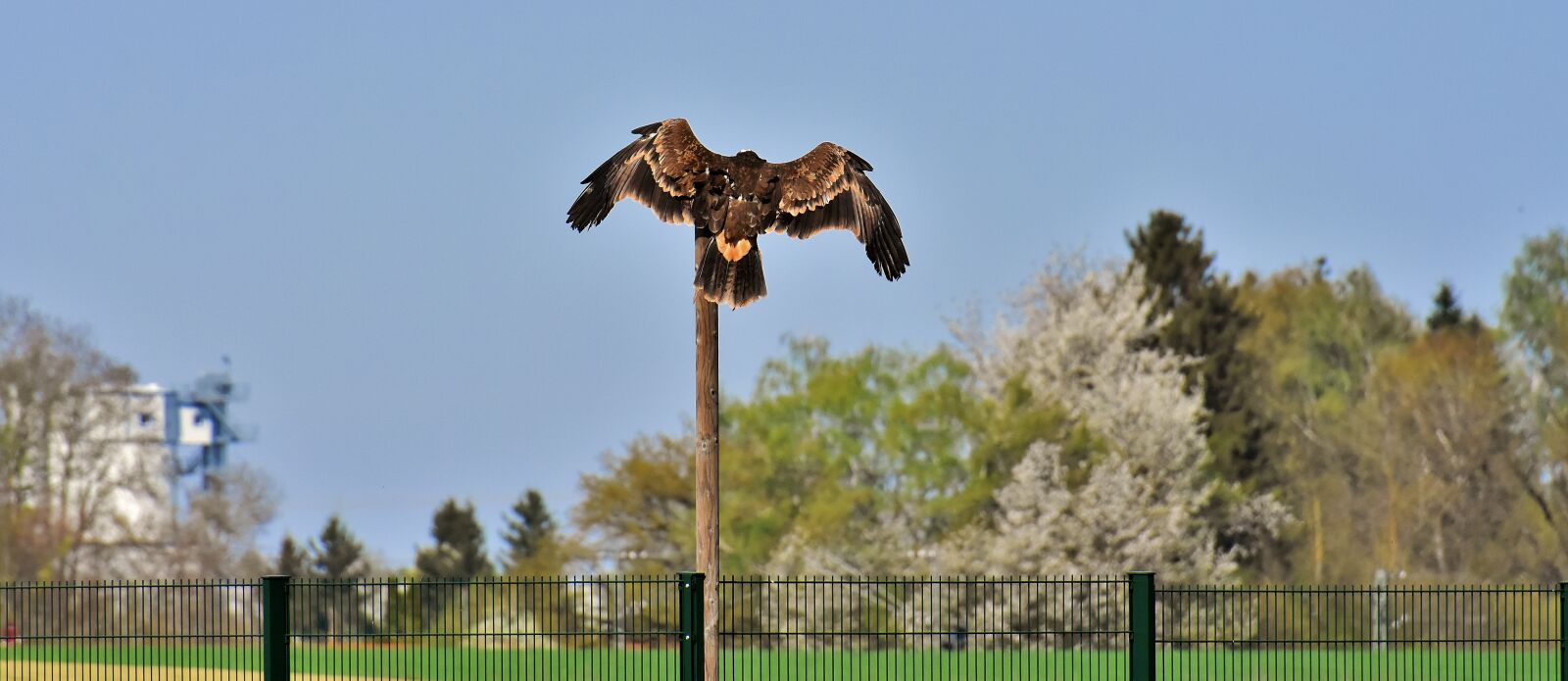 Nikon D7200 sample photo. Adler, raptor, bird of photography