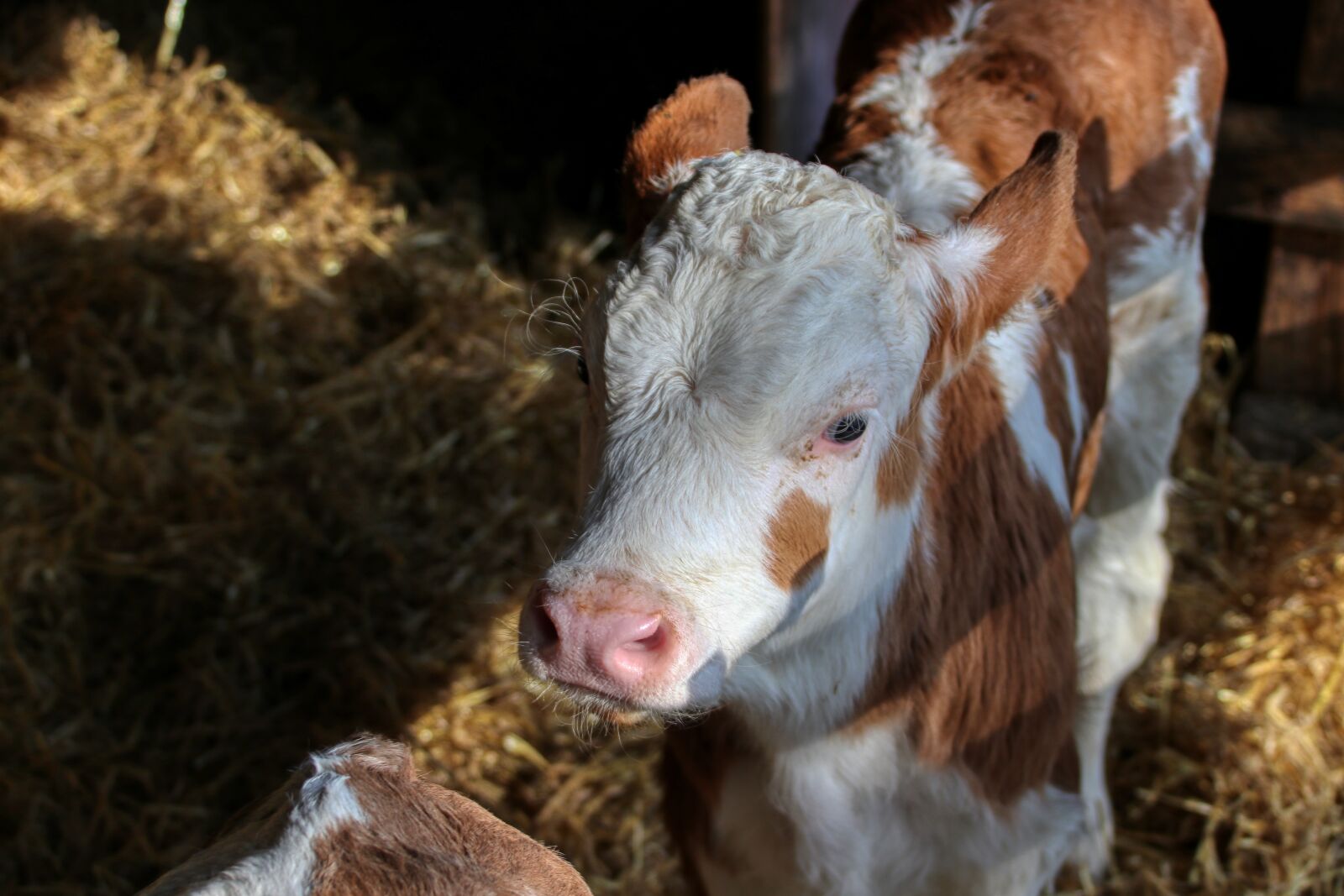 Canon EOS 80D sample photo. Calf, rest, farm photography
