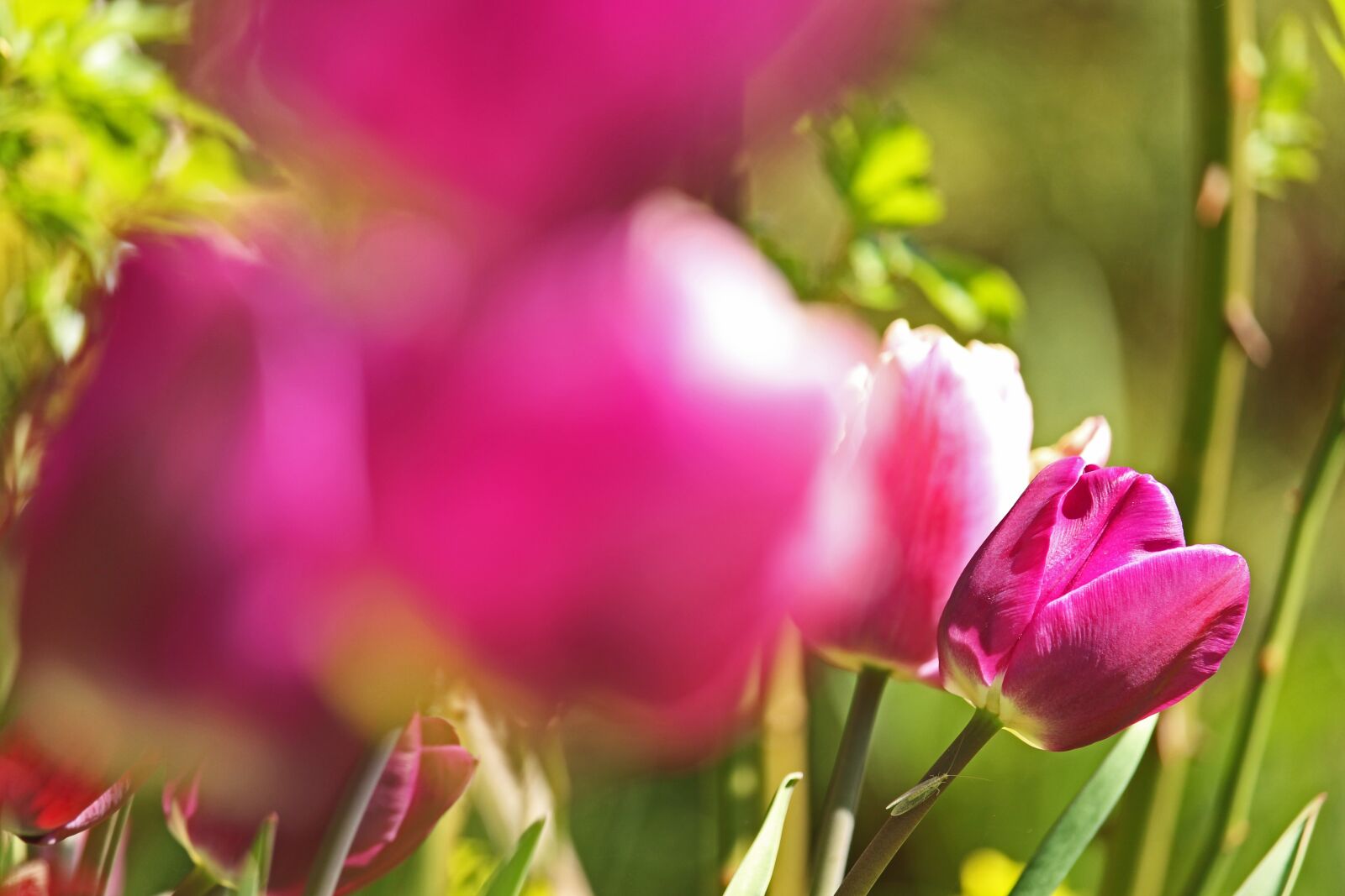 Canon EF-S 55-250mm F4-5.6 IS STM sample photo. Tulips, early bloomer, spring photography