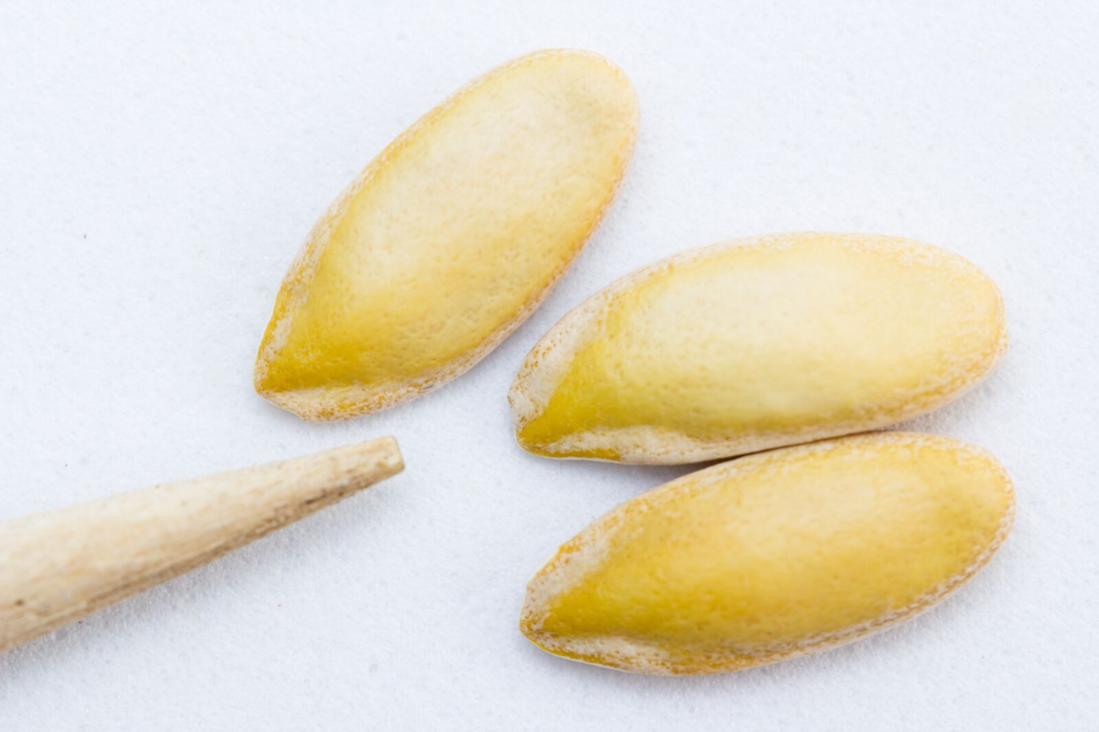 Canon EF-S 60mm F2.8 Macro USM sample photo. Seeds, melon, selection photography
