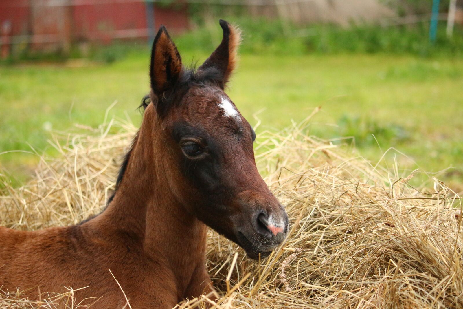 Canon EOS 100D (EOS Rebel SL1 / EOS Kiss X7) sample photo. Horse, foal, thoroughbred arabian photography