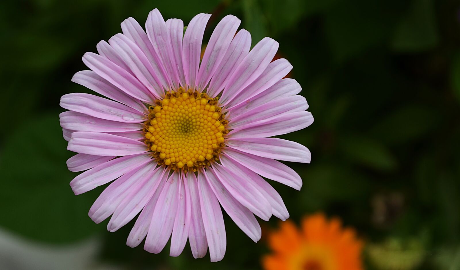 Nikon D5100 sample photo. Nature, summer, petals photography
