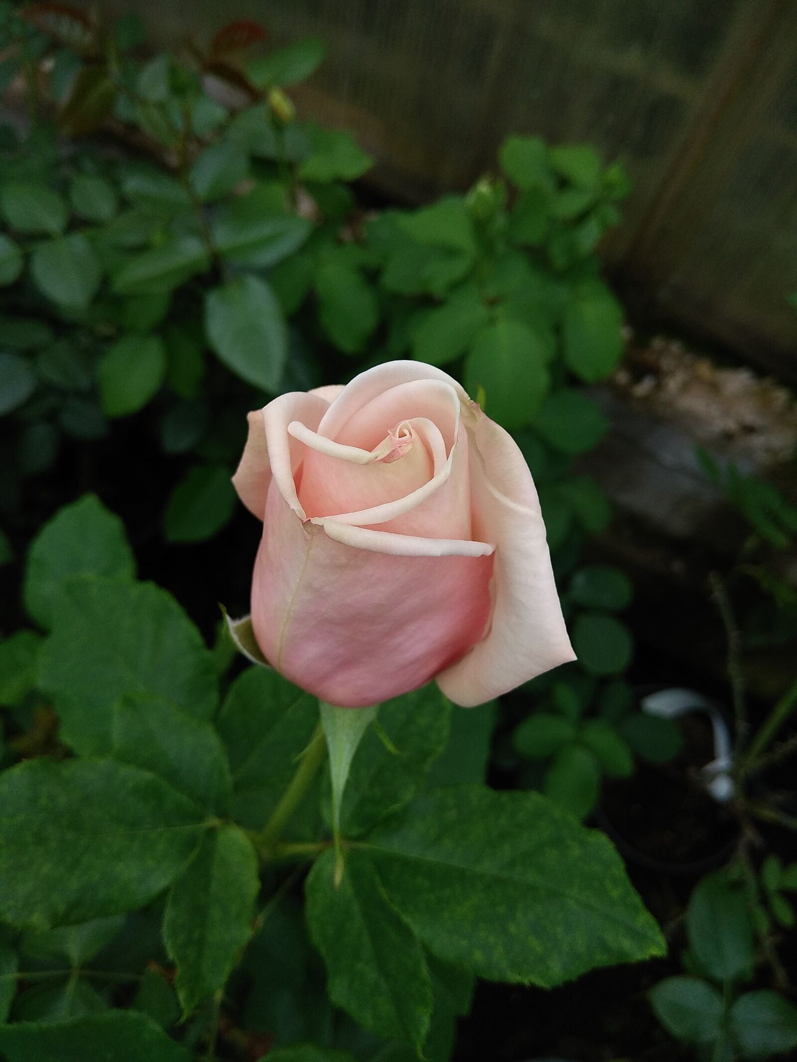 Xiaomi Redmi Note 4 sample photo. Rose, bud, flower photography