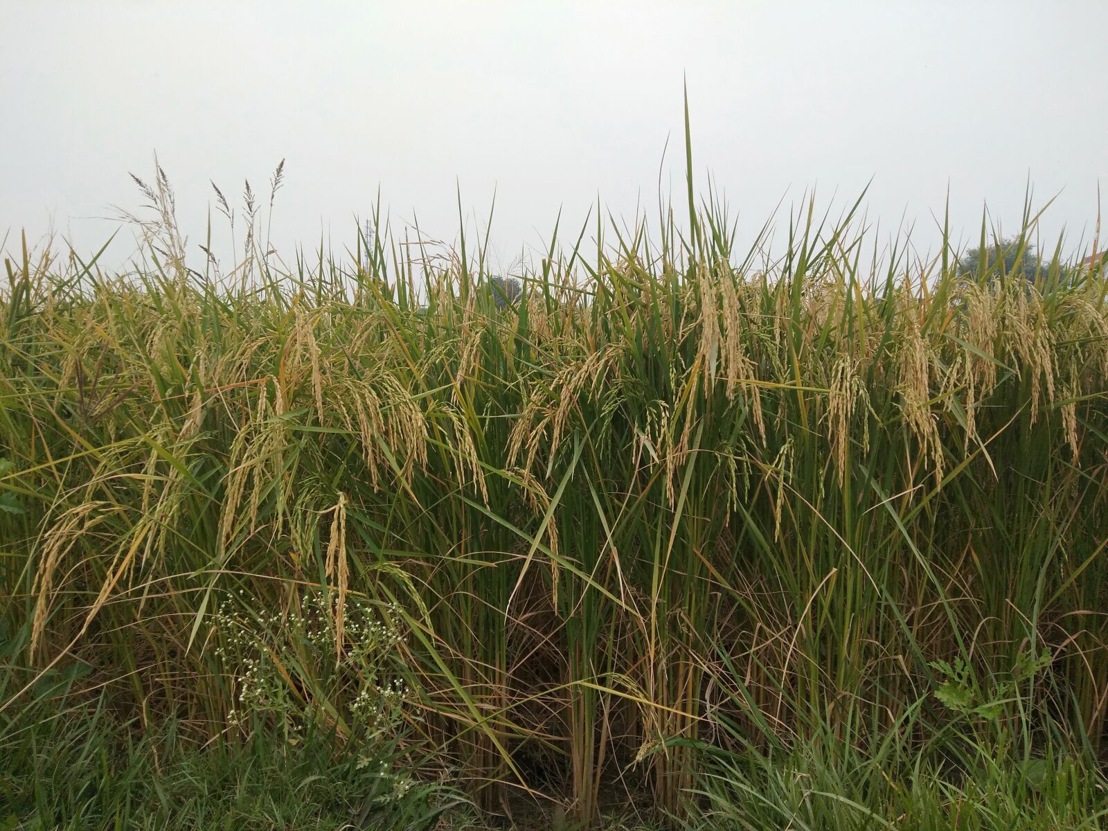 OPPO A3S sample photo. Rice, paddy, field photography