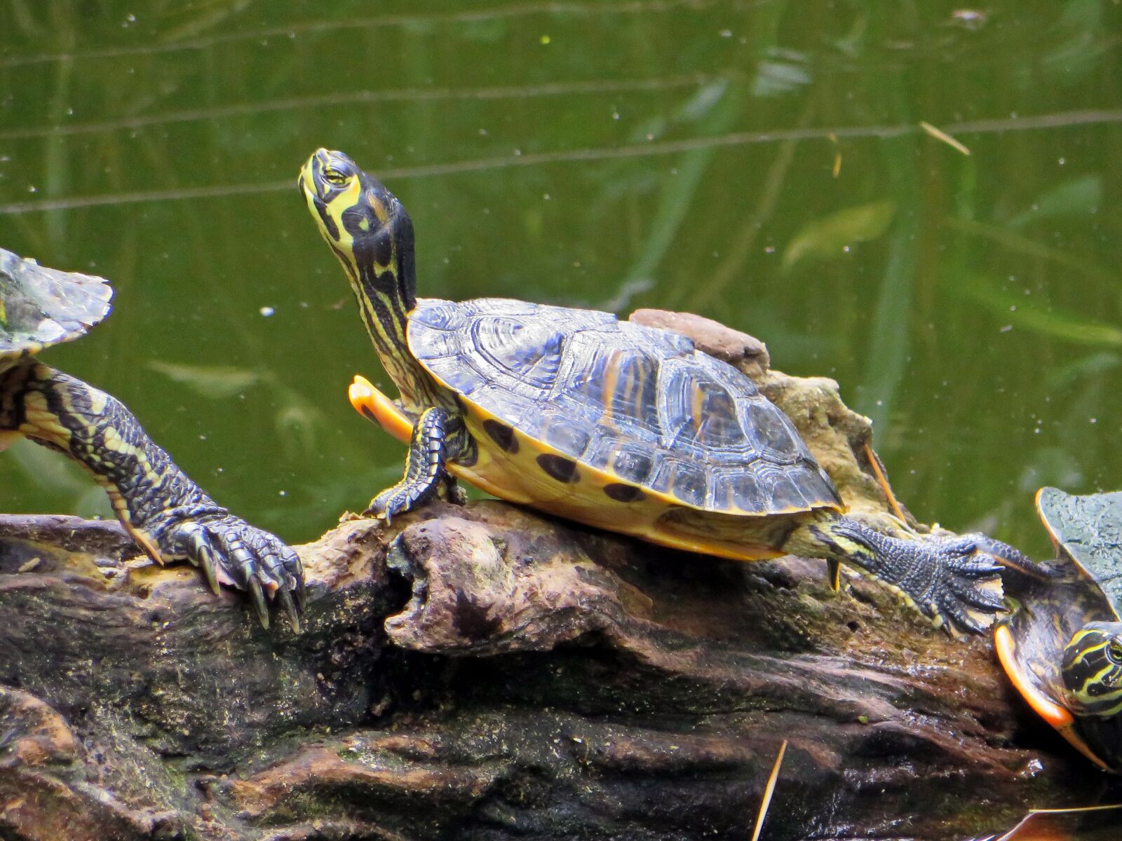 Canon PowerShot SX270 HS sample photo. Turtle, florida turtle, aquatic photography