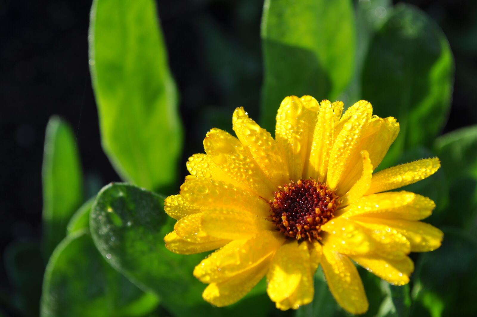 Nikon D90 sample photo. Marguerite, flower, yellow photography