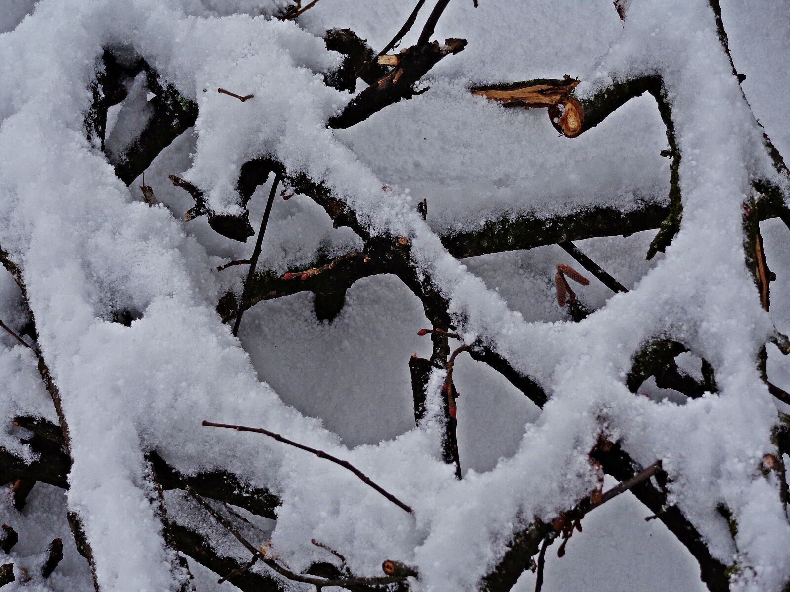 Sony Cyber-shot DSC-H90 sample photo. Winter, snow, tree photography