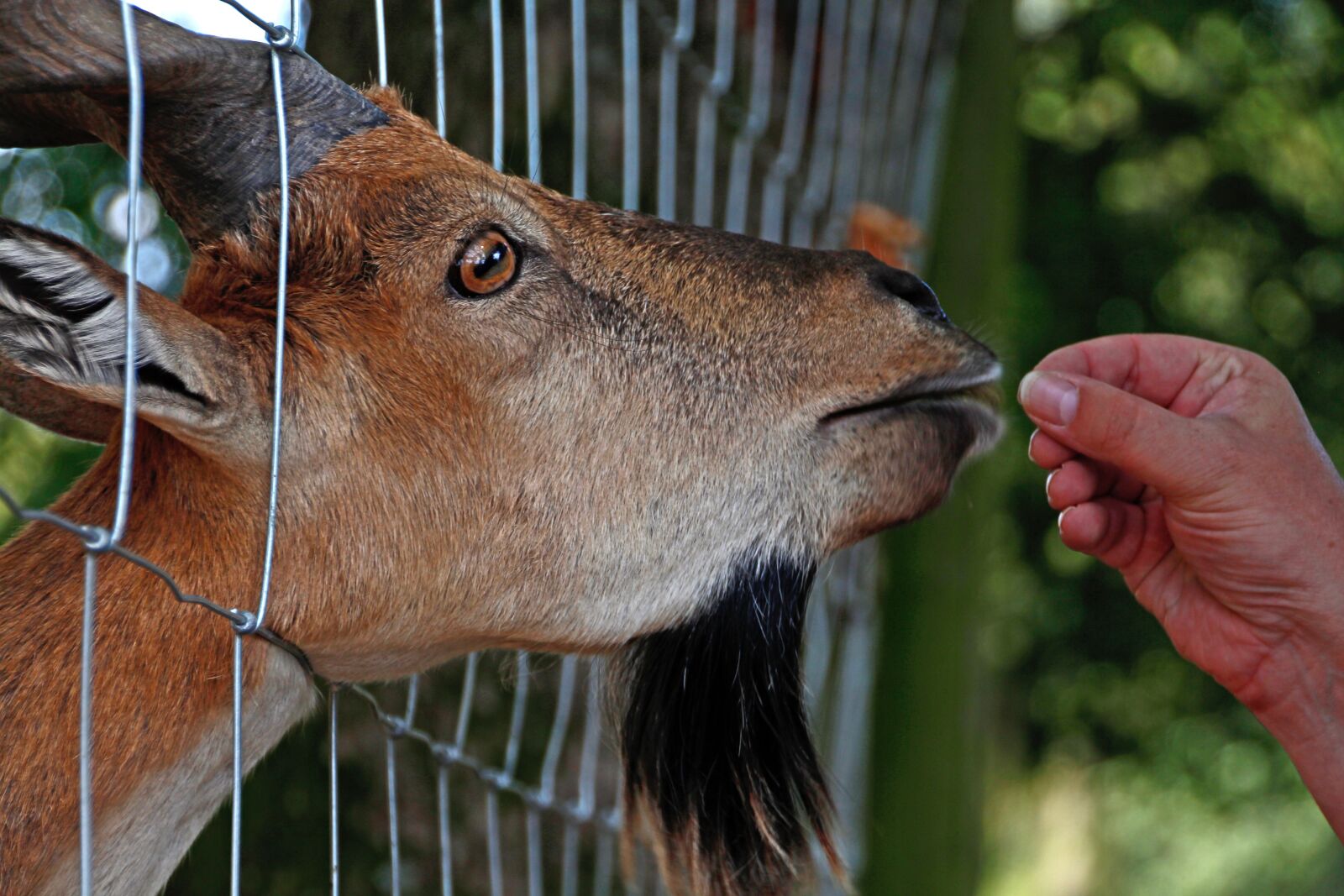 Canon EOS 650D (EOS Rebel T4i / EOS Kiss X6i) sample photo. Screw a goat, goat photography