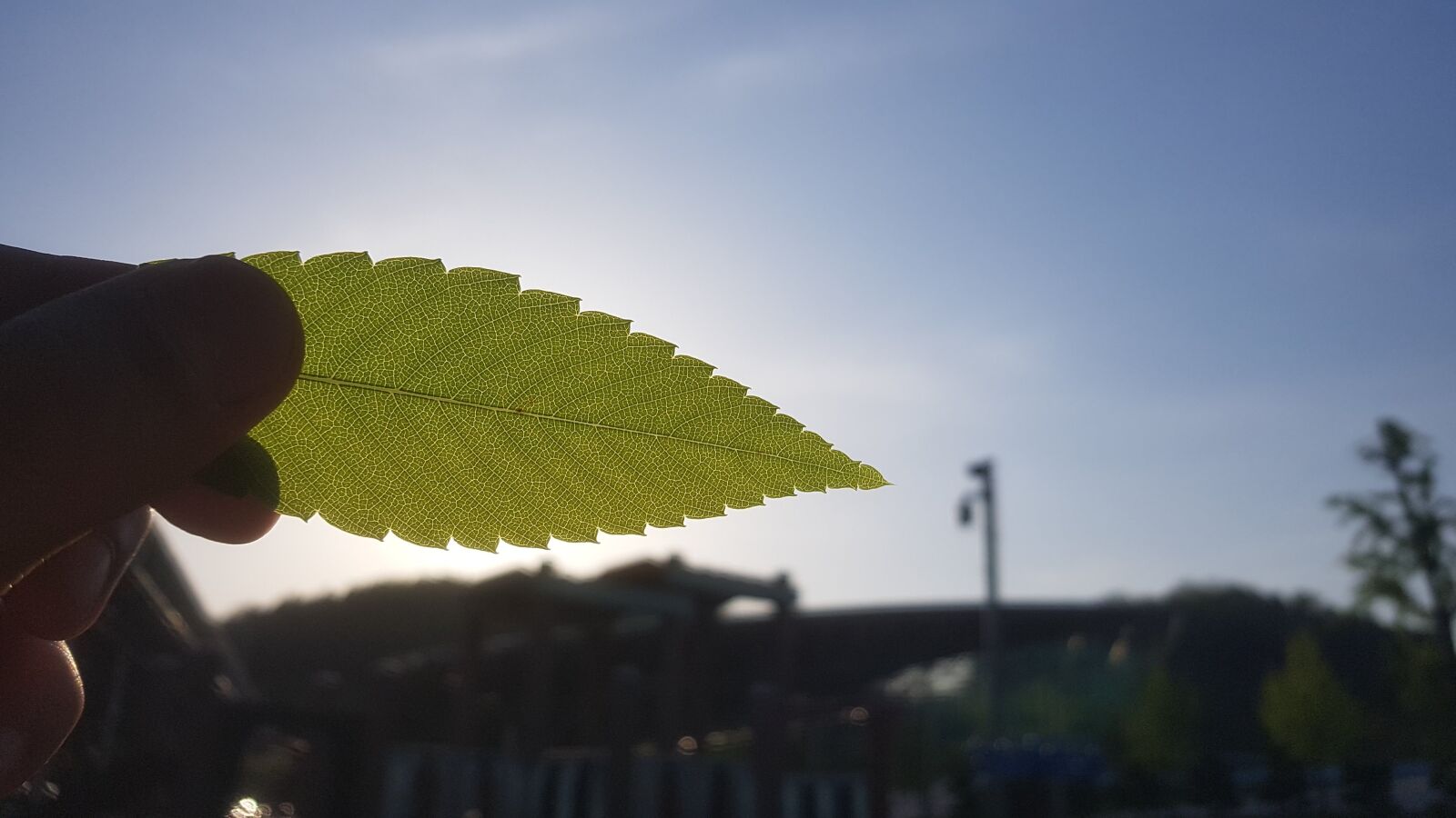 Samsung Galaxy Note Fan Edition sample photo. Sky, leaf, rest photography