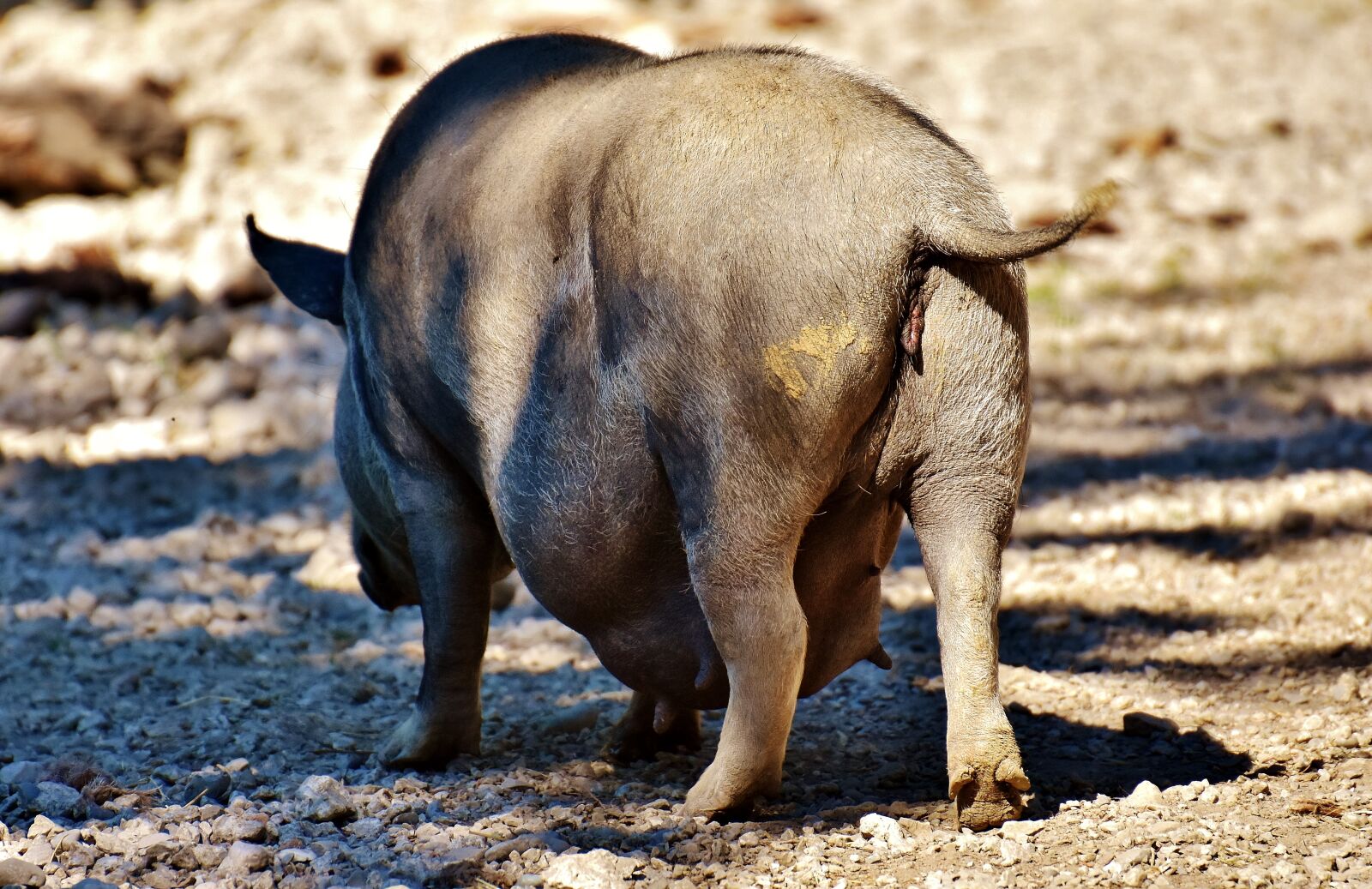 Nikon D7200 sample photo. Pig, animal, nature photography