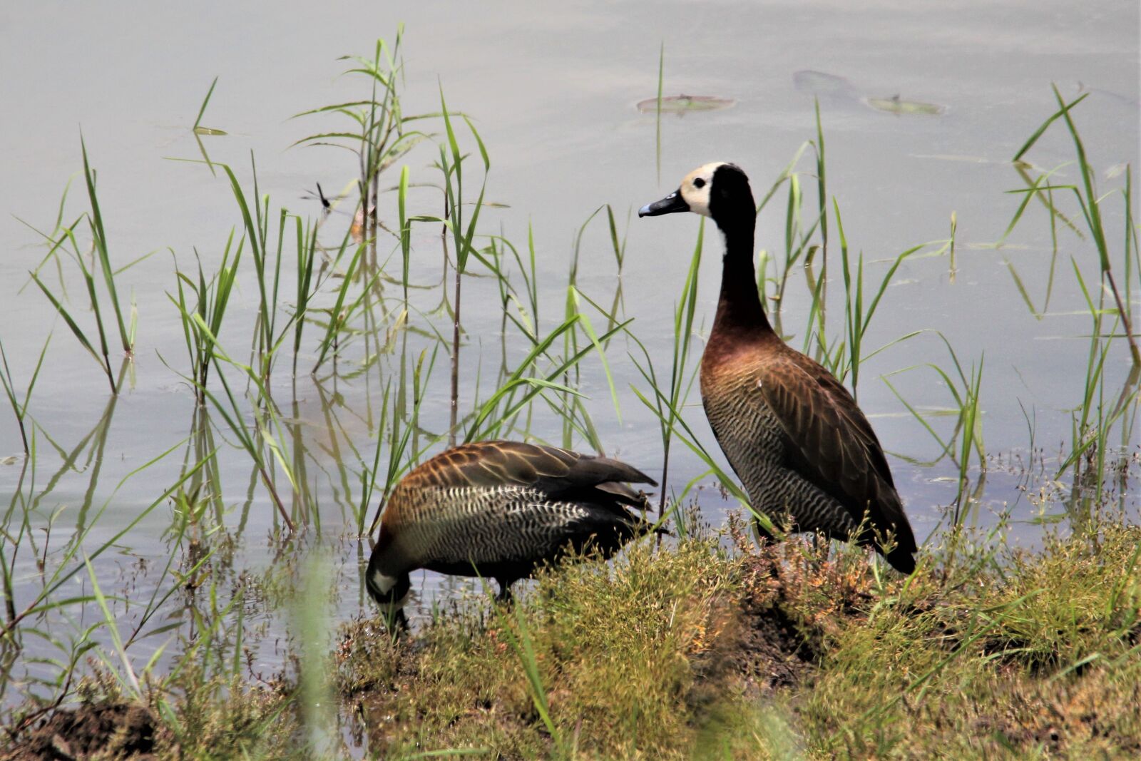 Canon EOS 60D sample photo. White face whistling duck photography