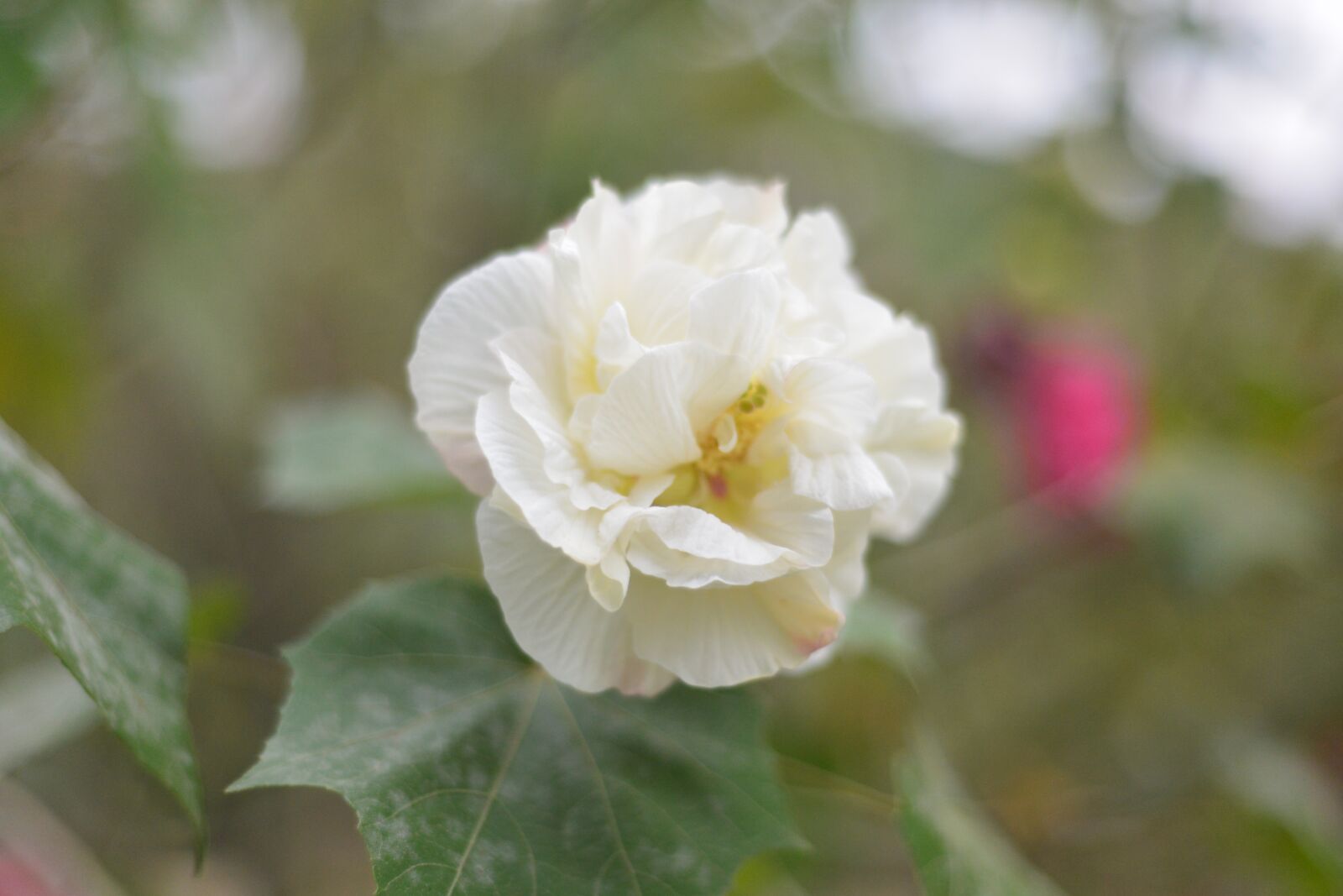 Nikon D610 sample photo. Flower, autumn, changsha photography