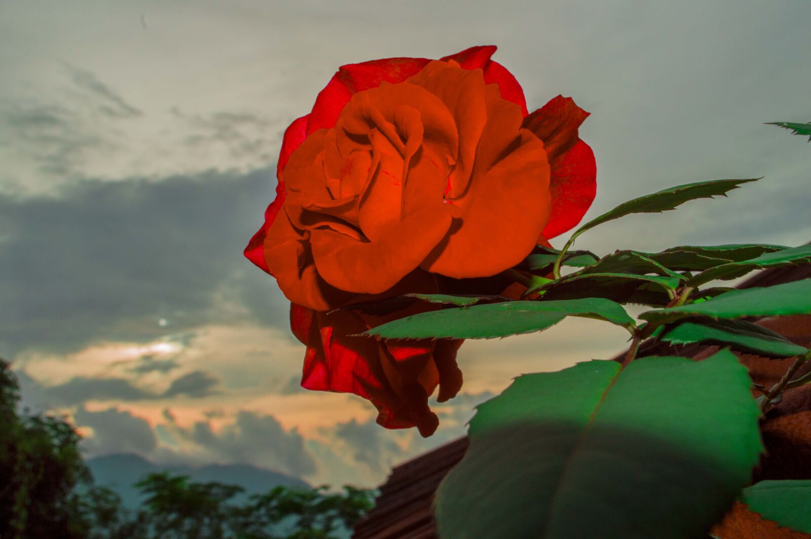 Nikon D3200 sample photo. Rose of my wife photography
