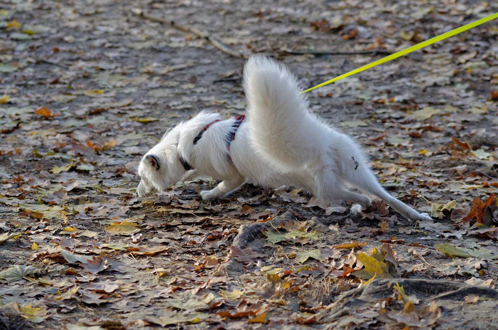 Nikon D5100 sample photo. Dog, pet, canine photography