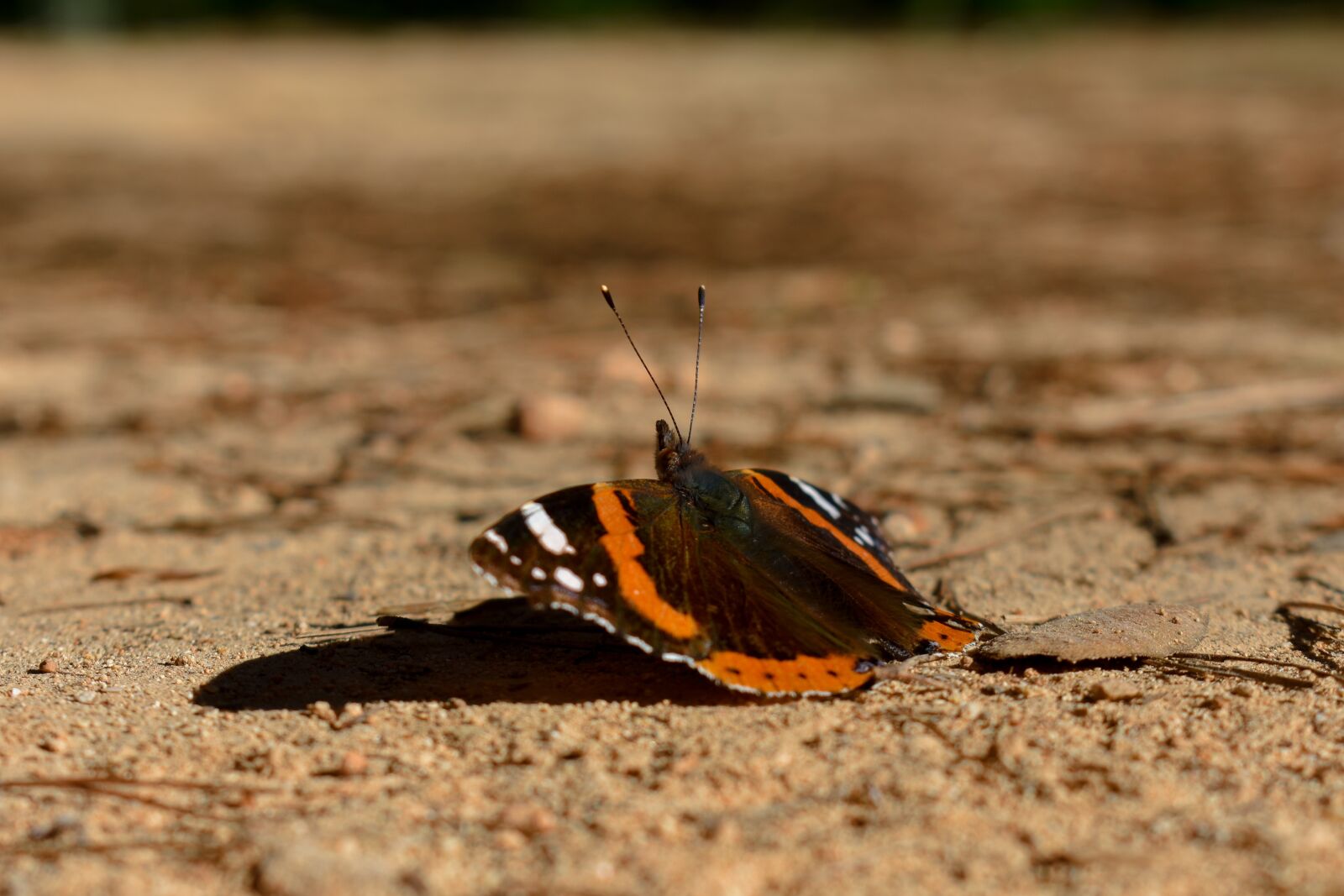Nikon D3400 sample photo. Butterfly, formentera, orange photography