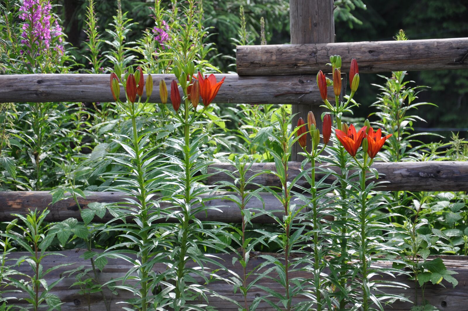 Nikon D90 sample photo. Flowers, plants, greens photography