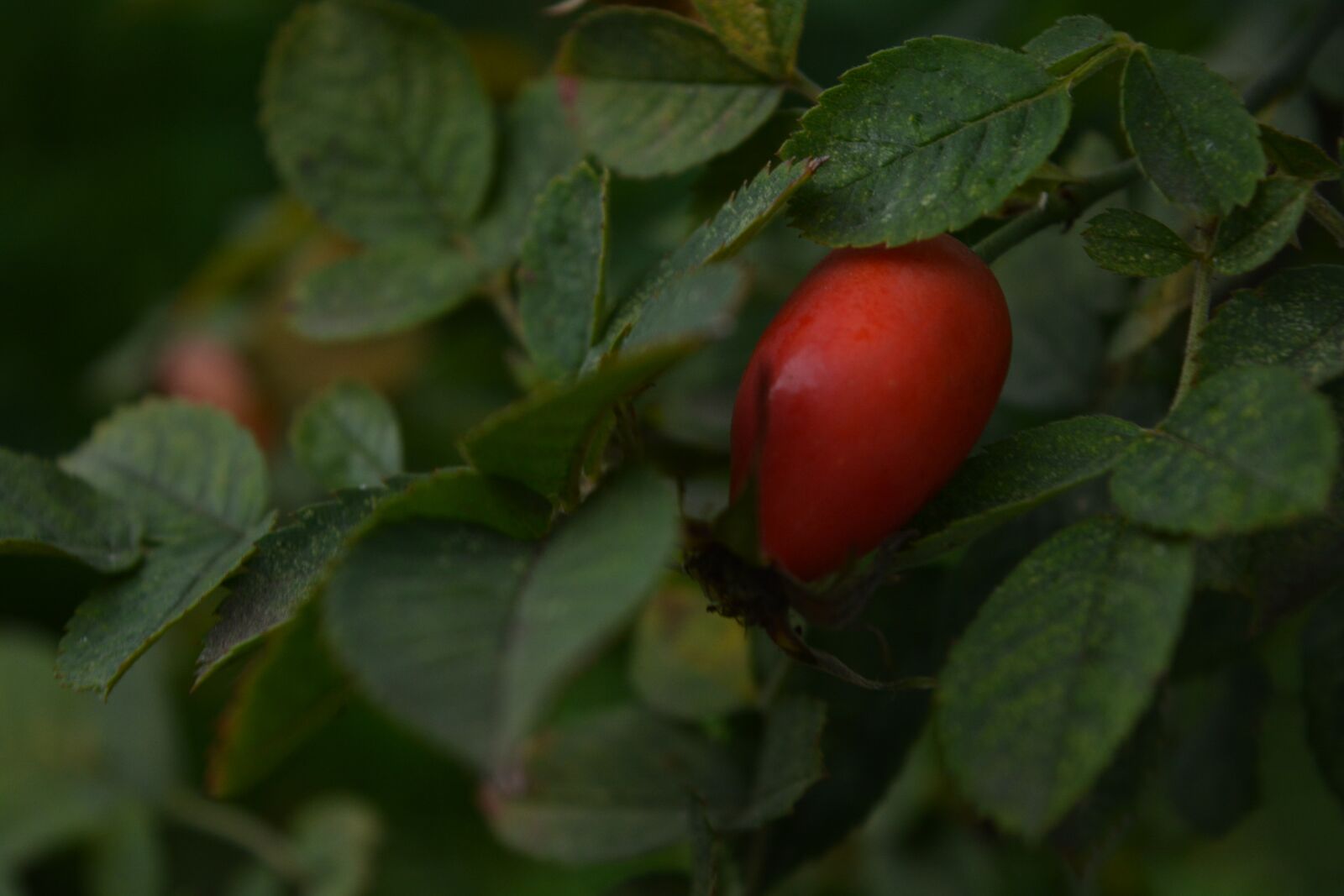 Nikon D5200 sample photo. Tree, trees, nature photography