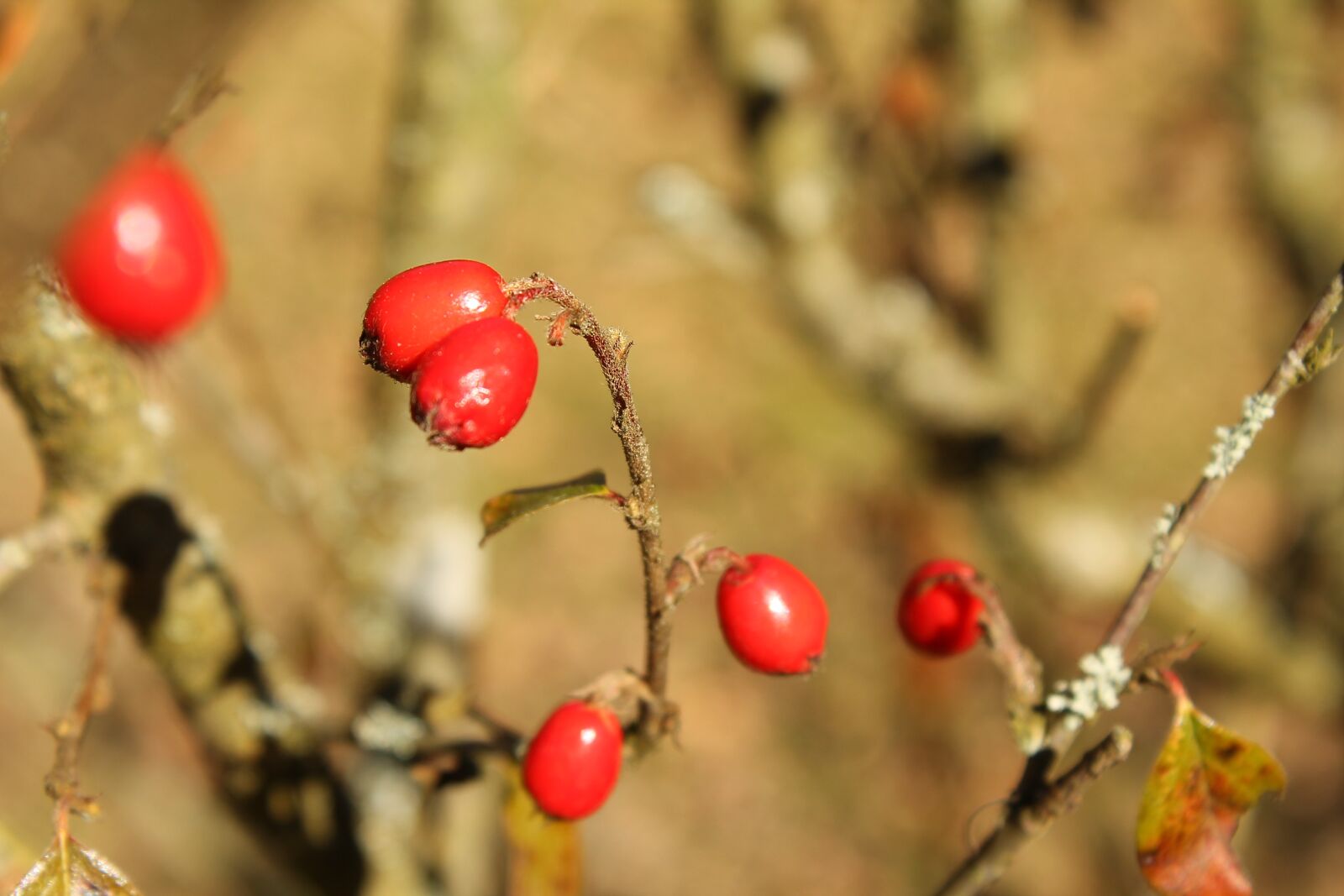 Canon EOS 1100D (EOS Rebel T3 / EOS Kiss X50) sample photo. Fruits, autumn, red fruits photography