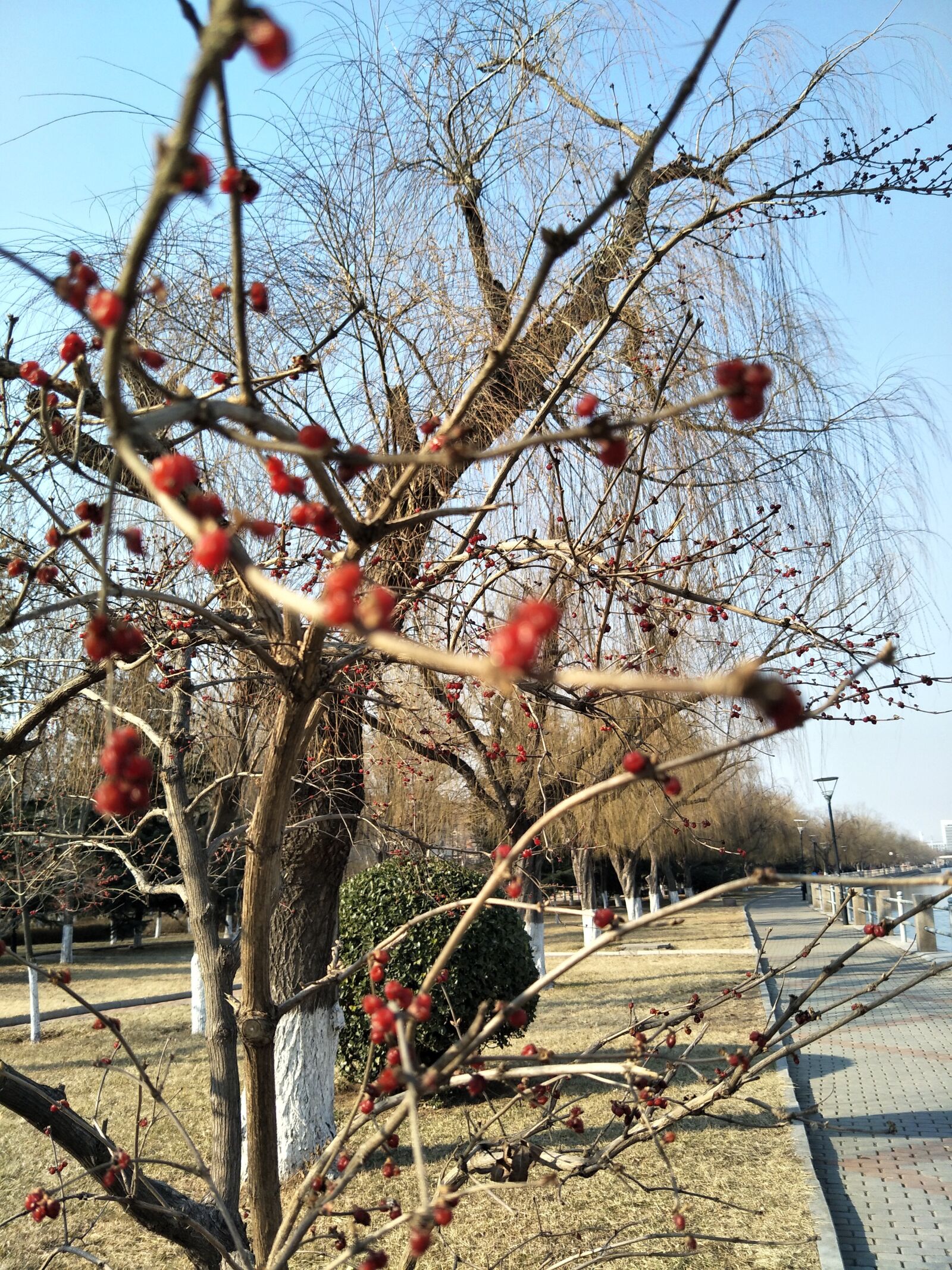 OPPO R9S sample photo. Plum blossom, clear sky photography