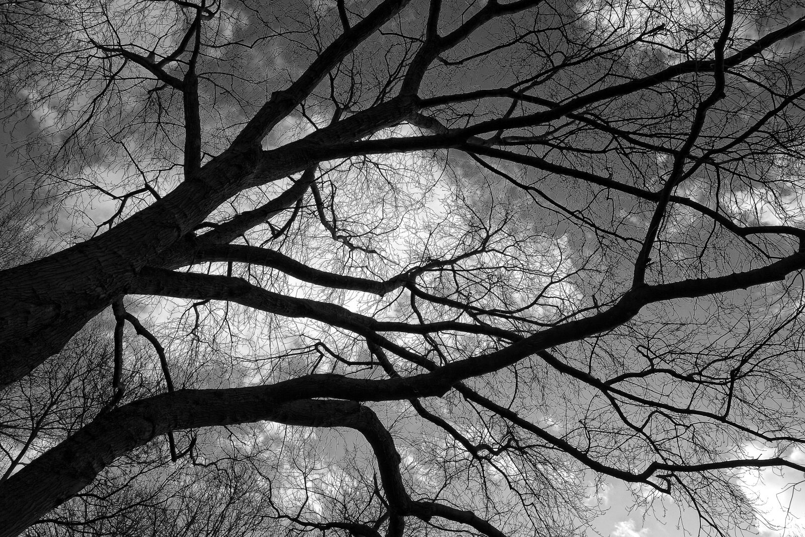 Sony Cyber-shot DSC-RX100 sample photo. Tree, branch, winter tree photography