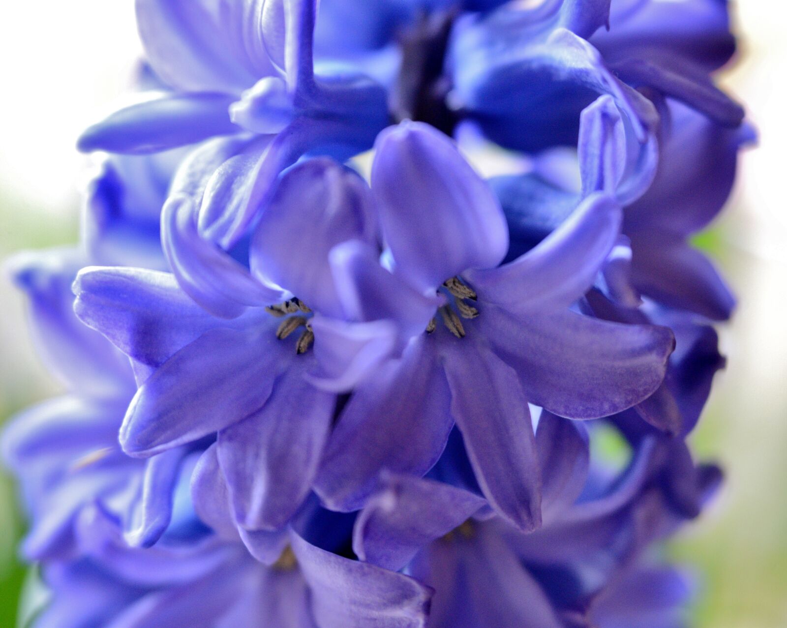 Nikon D600 sample photo. Hyacinth, flower, spring flower photography