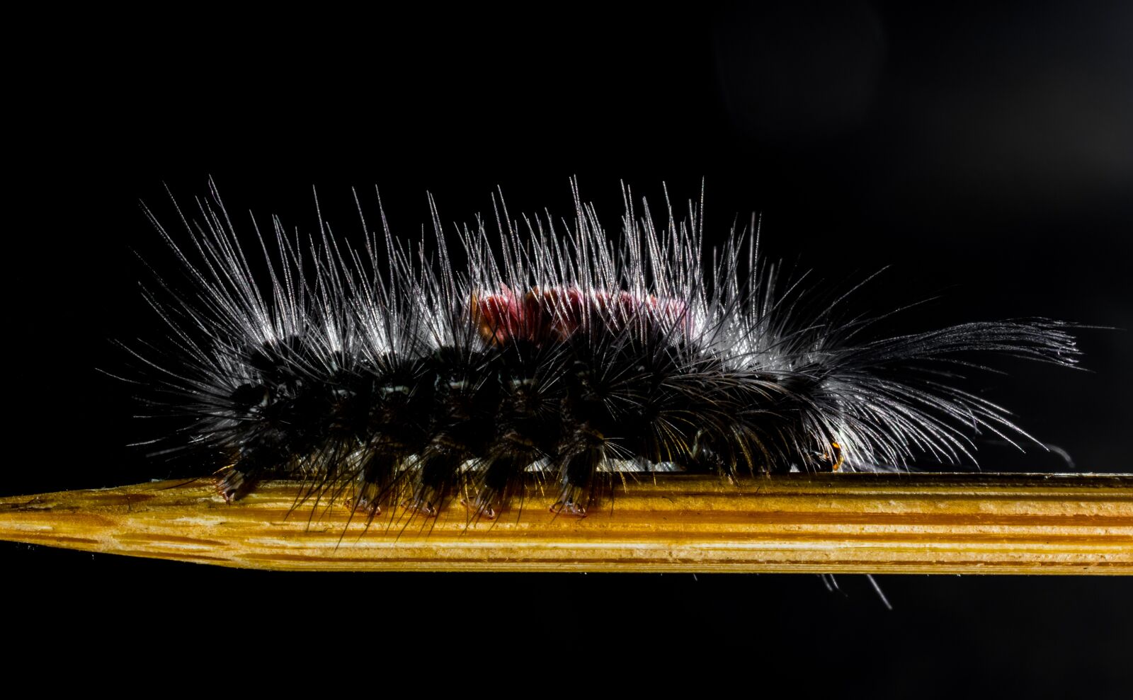 Nikon D5200 sample photo. Caterpillar, hairy, prickly photography