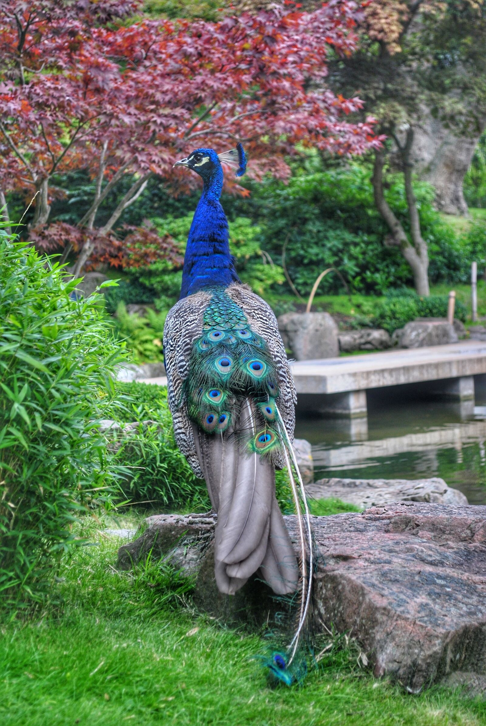 Nikon D3000 sample photo. Peacock, garden, green photography