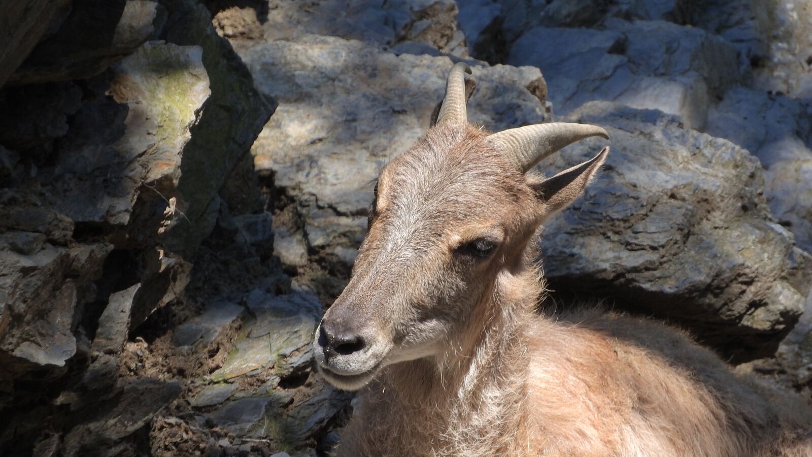Nikon Coolpix P610 sample photo. Tahr, tahr himalayan, hemitragus photography