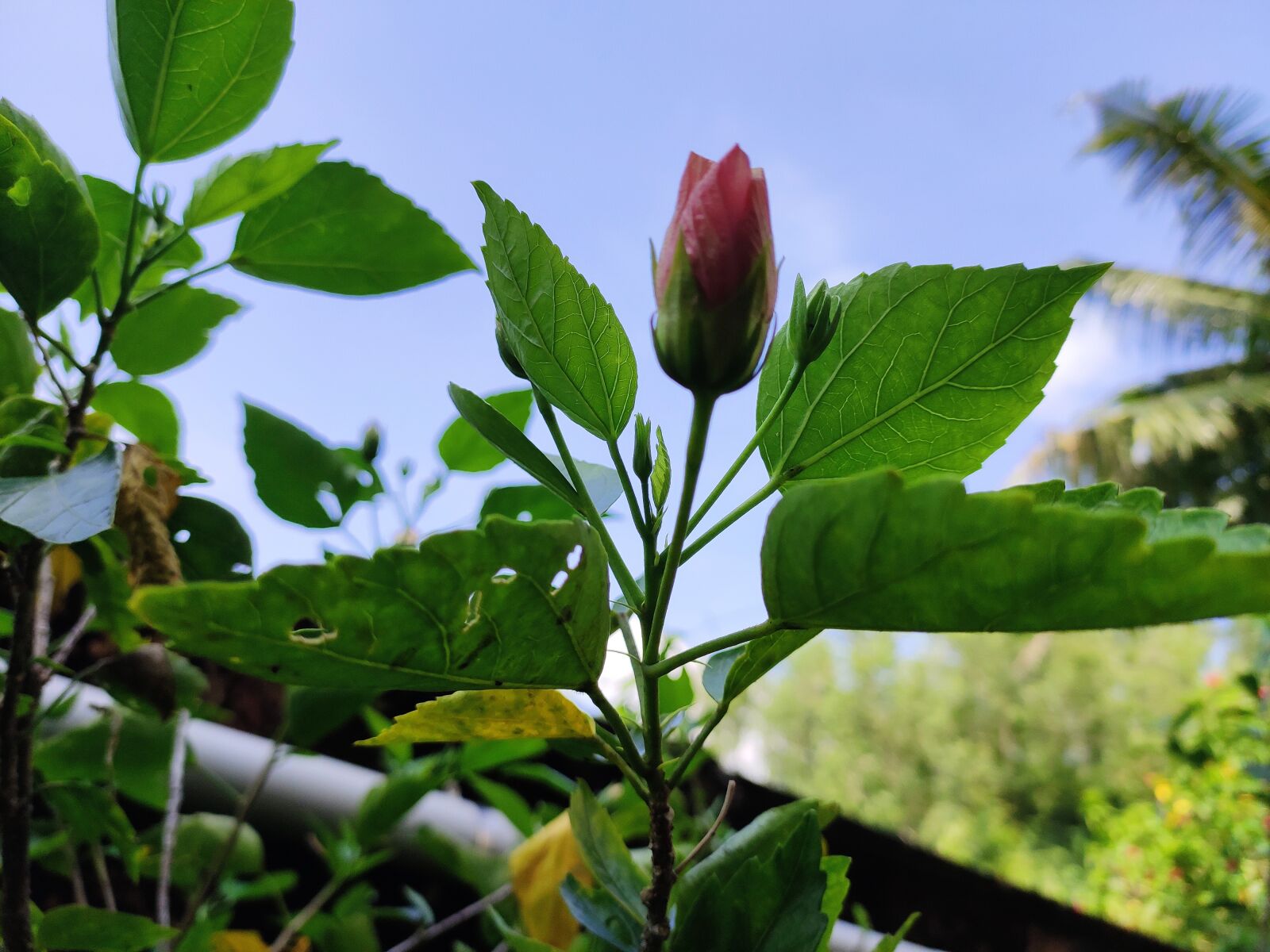 Xiaomi Redmi Note 7 Pro sample photo. Flower, sky, nature photography
