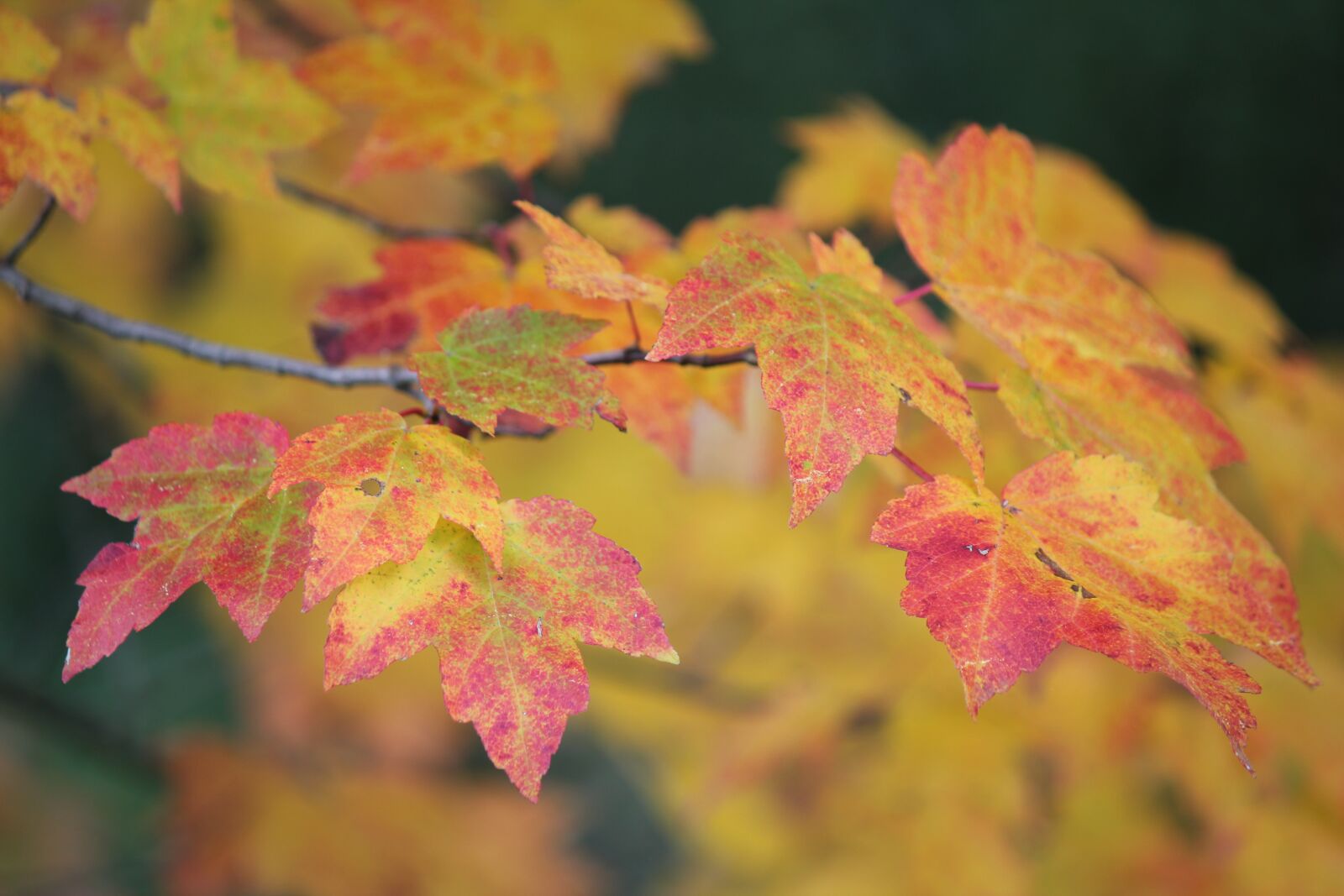 Canon EOS 550D (EOS Rebel T2i / EOS Kiss X4) sample photo. Autumn, mountain life, fall photography