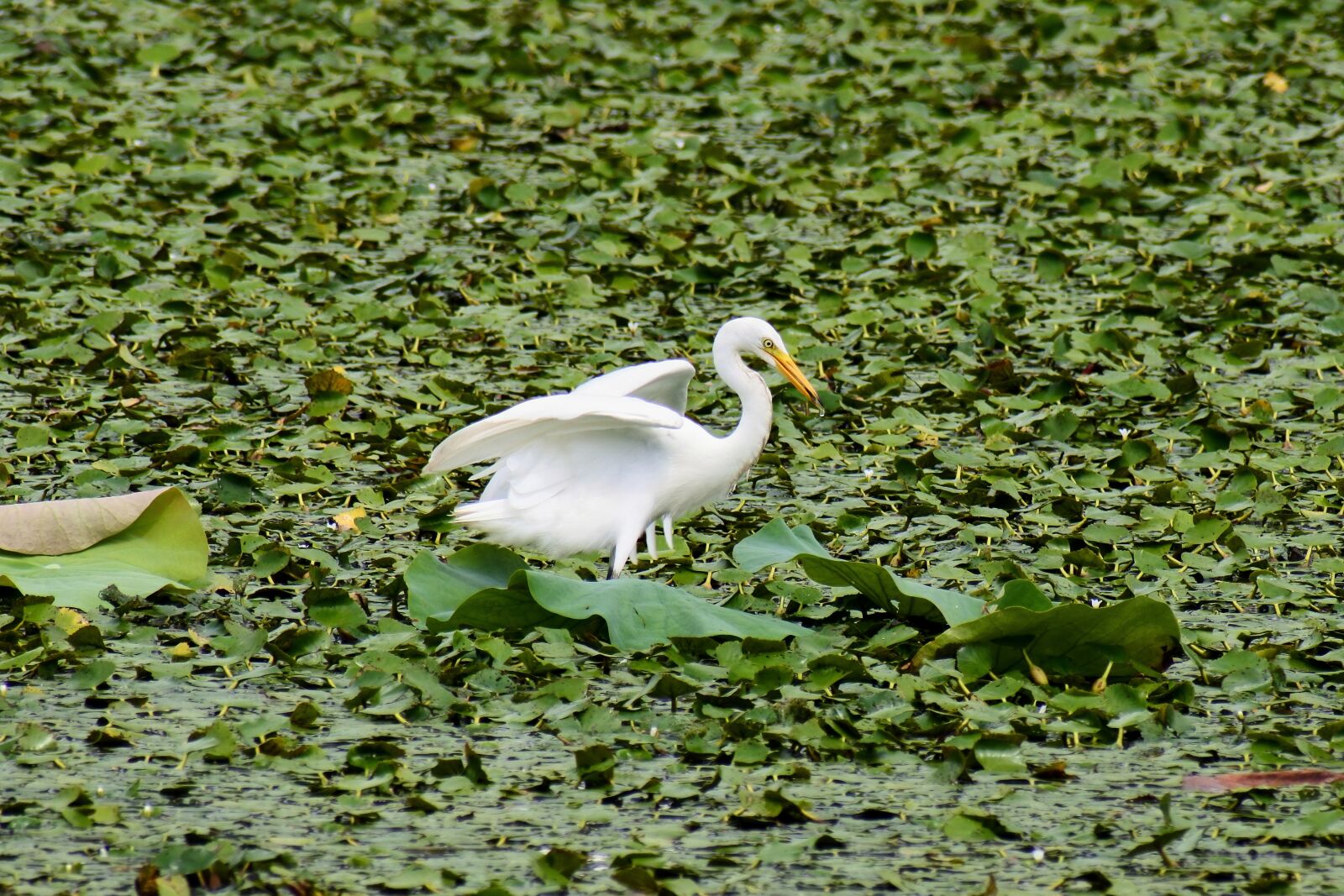 VR 70-300mm f/4.5-6.3G sample photo. Animal, lake, heron photography