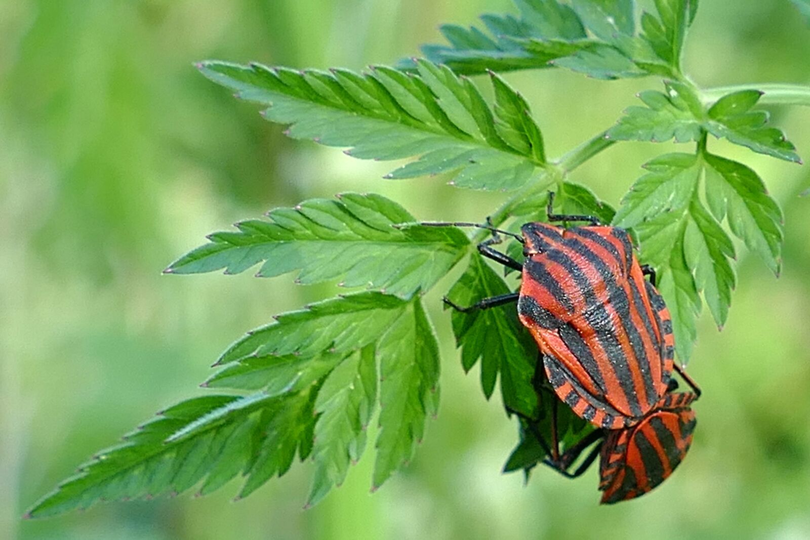 Panasonic Lumix DMC-FZ1000 sample photo. Stripes bugs, insect, pairing photography