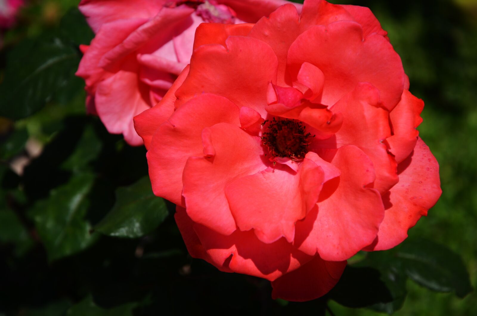 Nikon D7000 sample photo. Rose, flower, spring photography