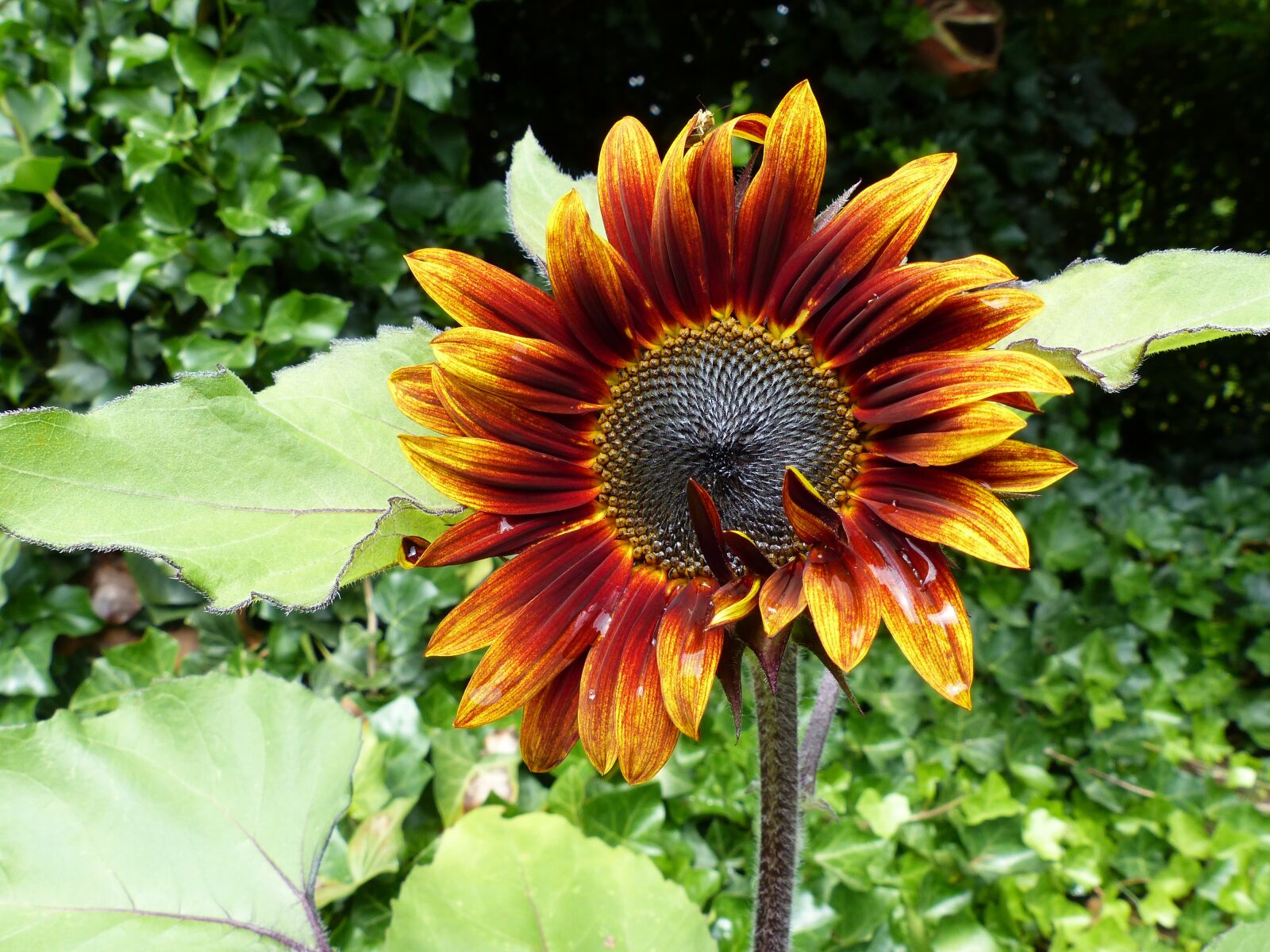 Panasonic Lumix DMC-FZ200 sample photo. Sunflower, red, yellow photography